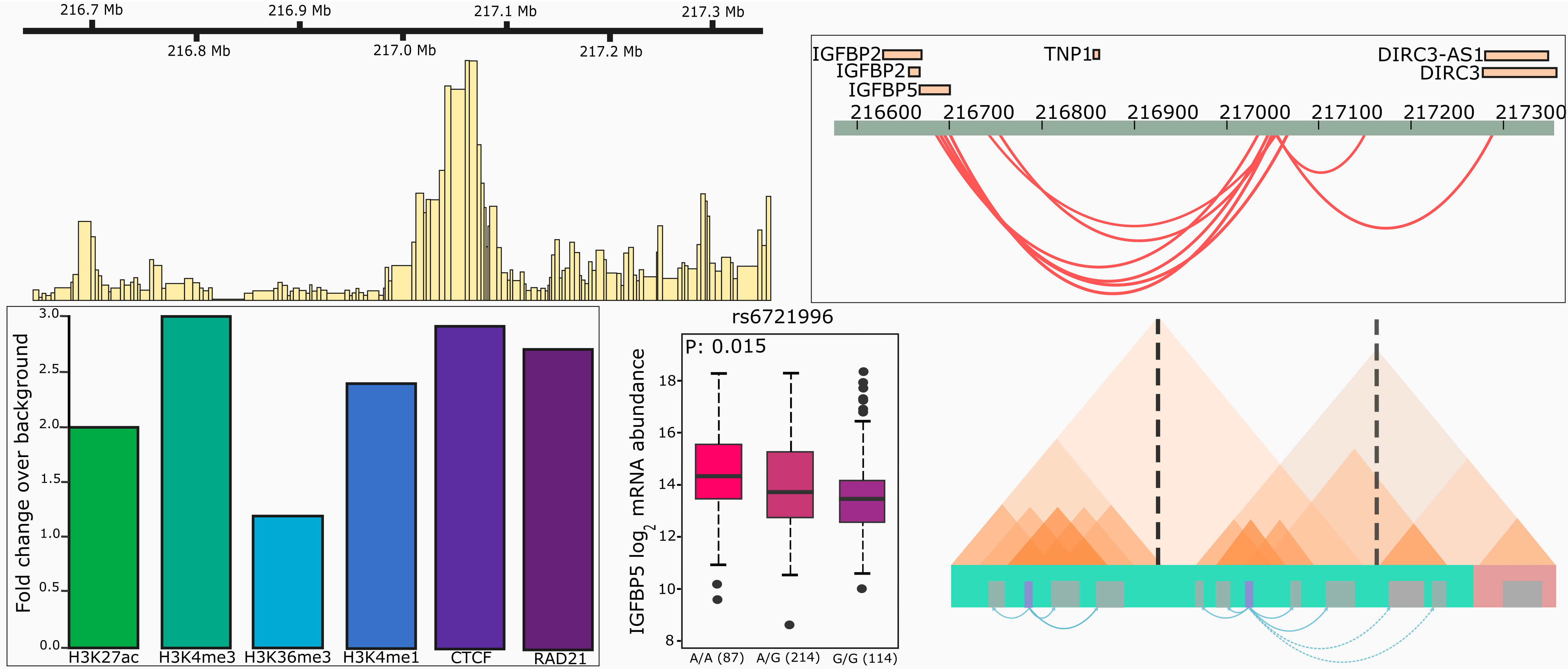 Capture Hi-C Analysis Engine (CHiCANE)