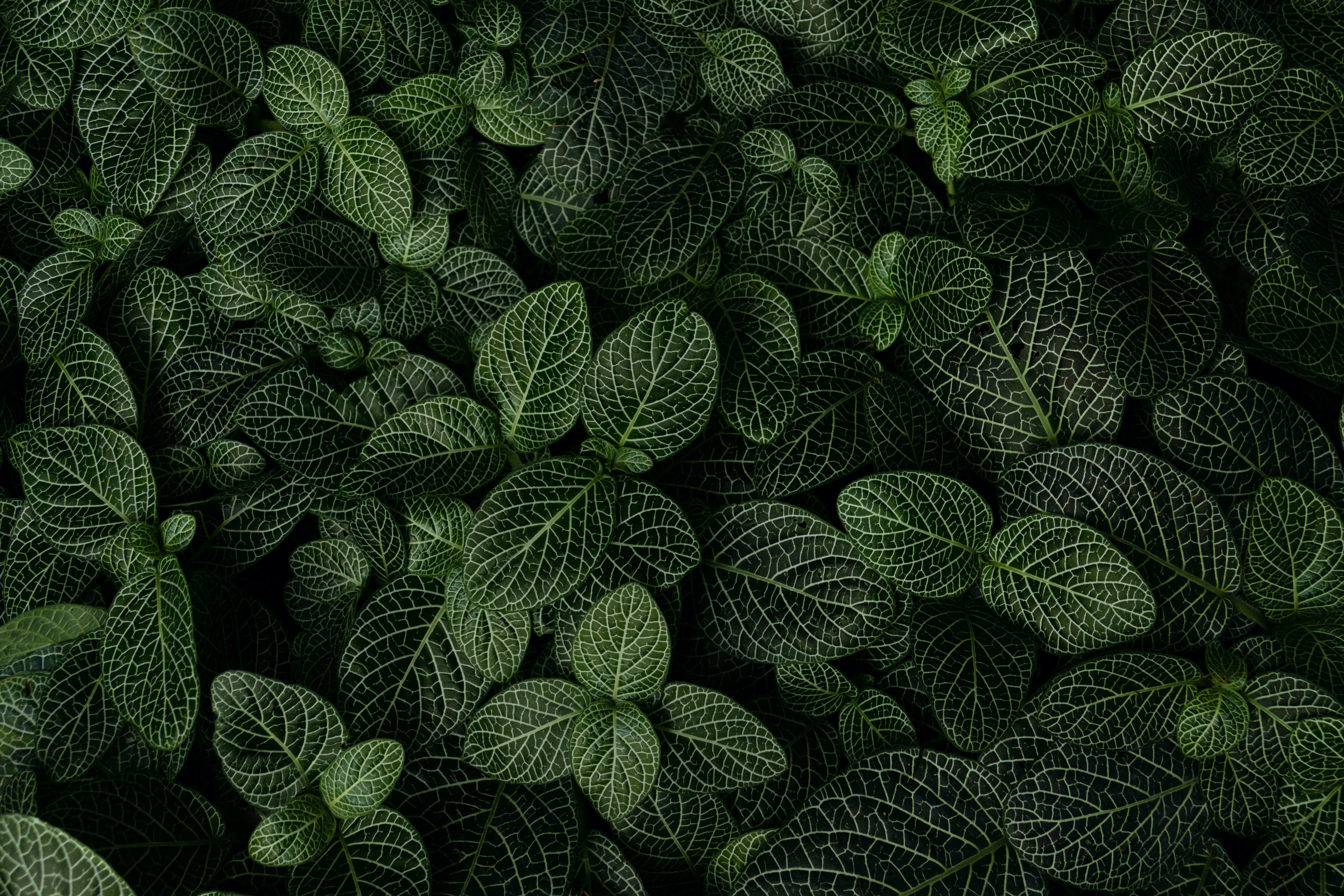 Gain insights: My analytics on WildHub