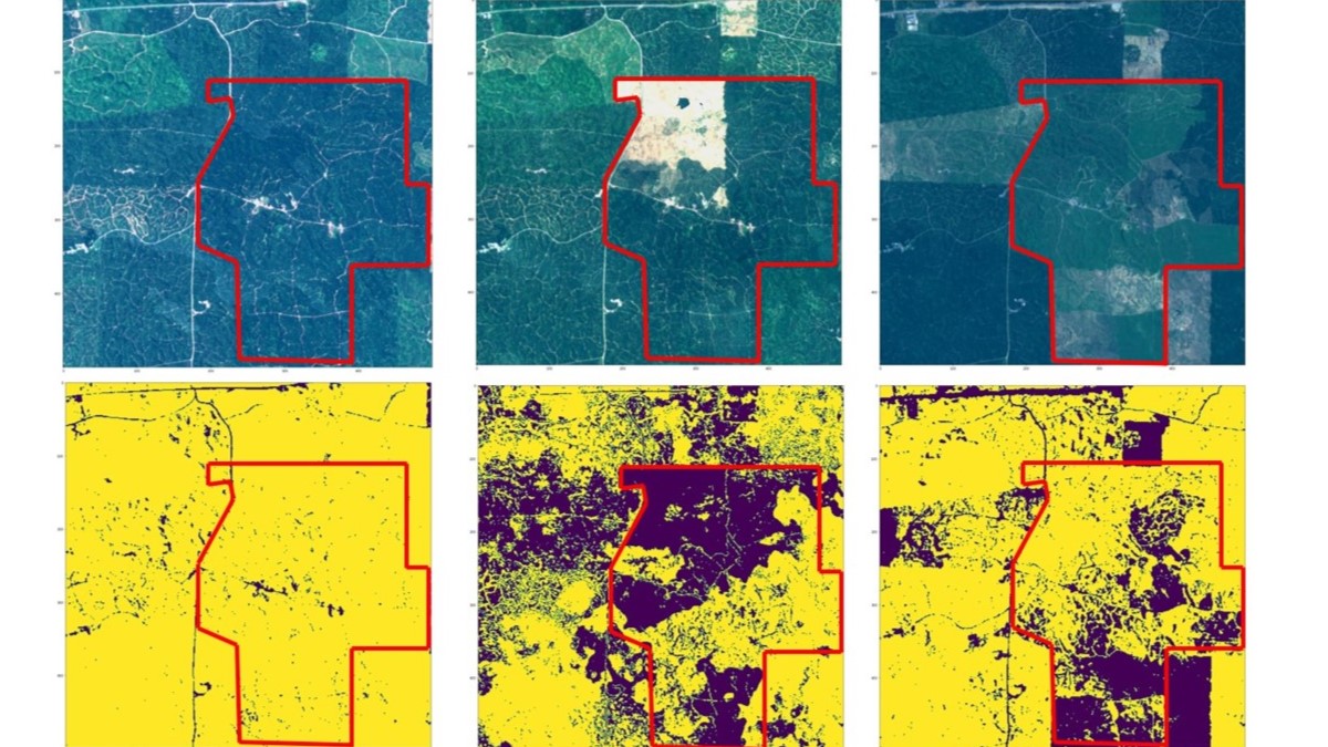Sustainable palm oil certification inadvertently affects production efficiency in Malaysia