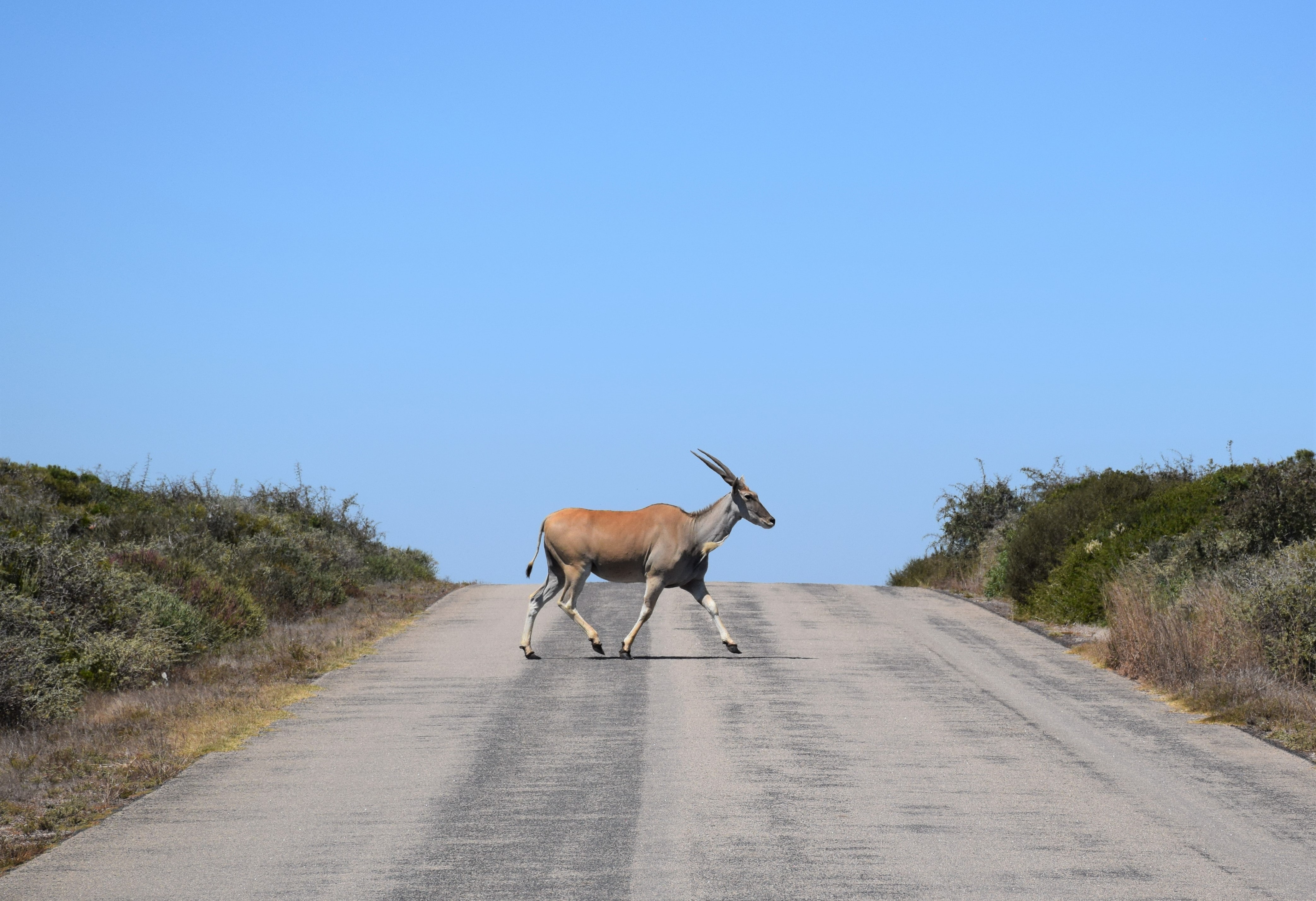 Call for Case Studies on IPLC Wise Practices for Wilderness Conservation