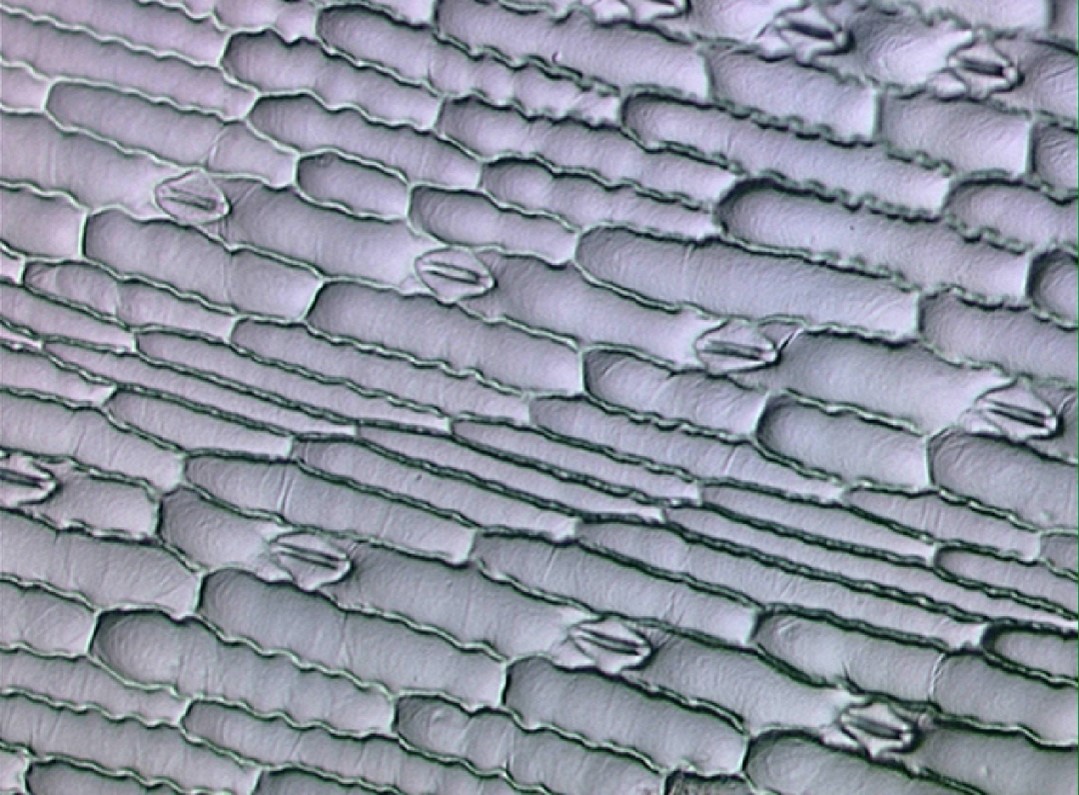 Finding a lingua franca for biological mechanism and modeling​