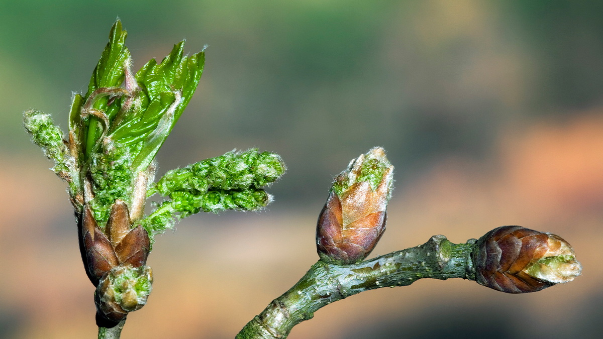 Climate Change is Shifting Springtime*