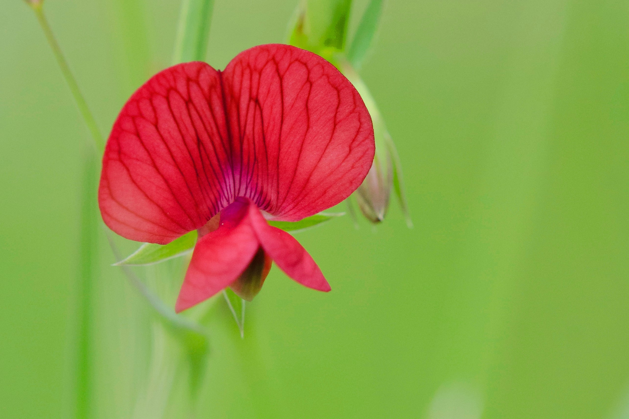 Exploring the complex role of nutrient ratios in the conservation of threatened plant species