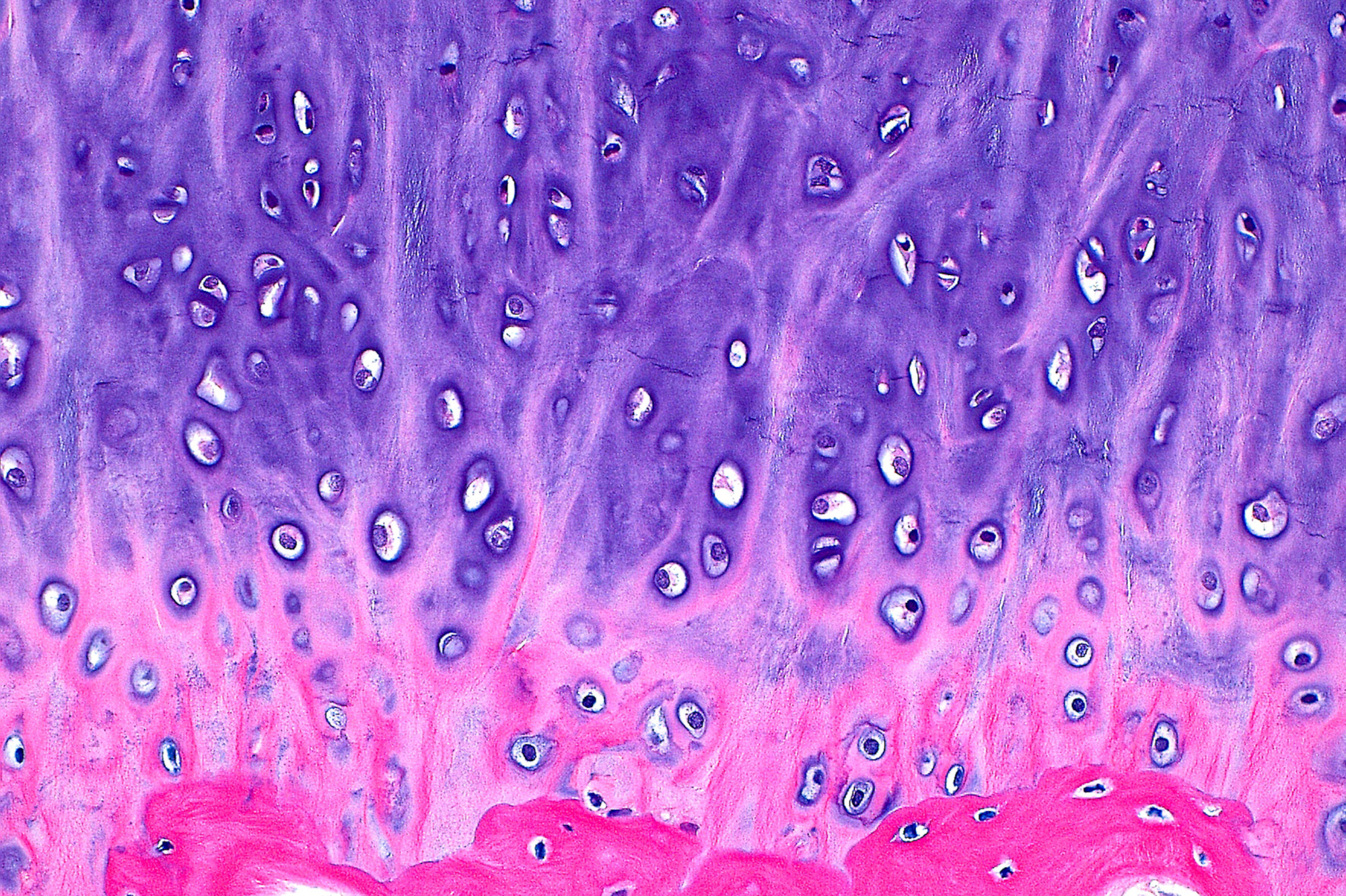 Call for papers: Cartilage Biology Collection