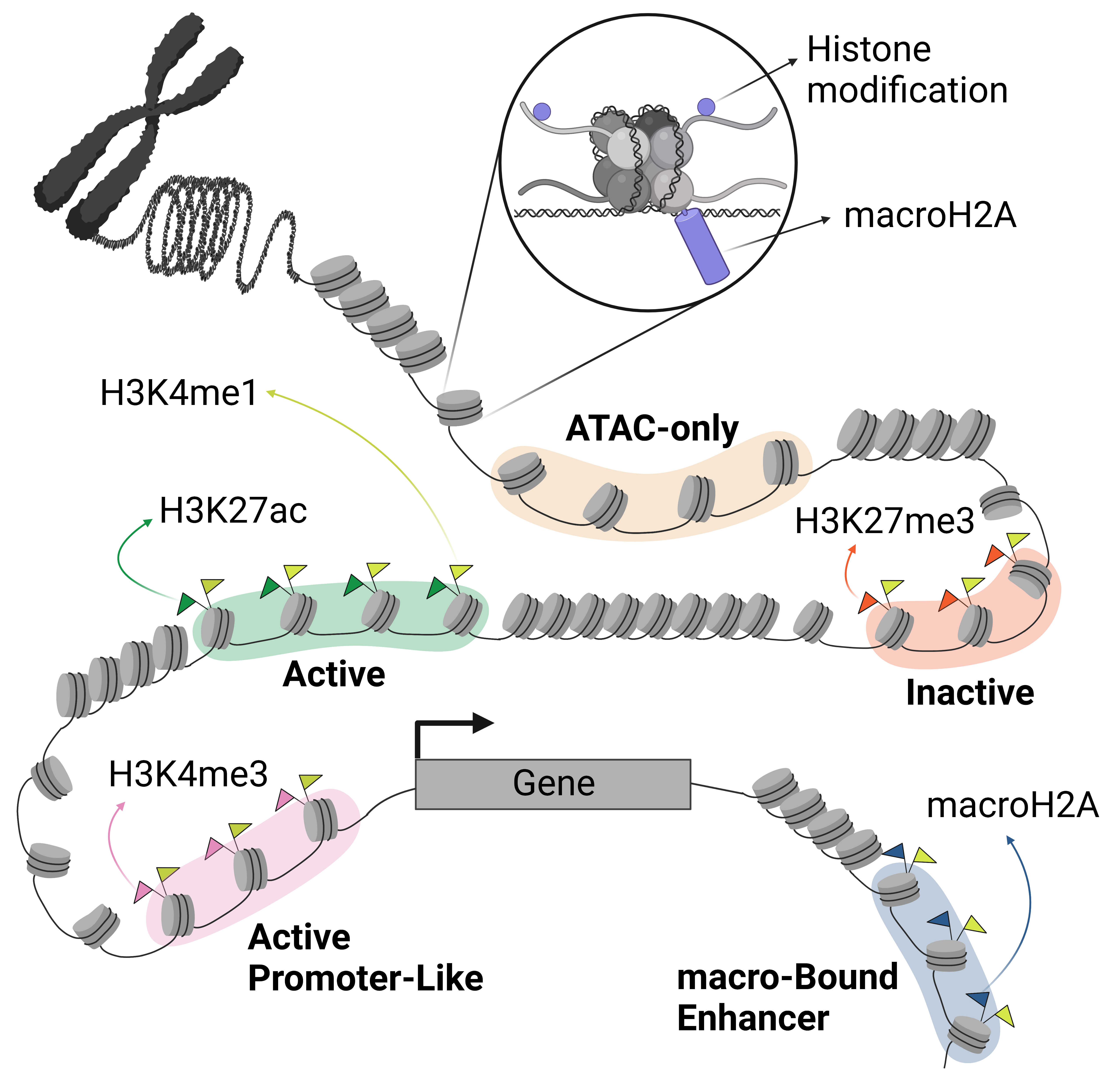 MacroH2A histone variants modulate enhancer activity to repress oncogenic programs and cellular reprogramming