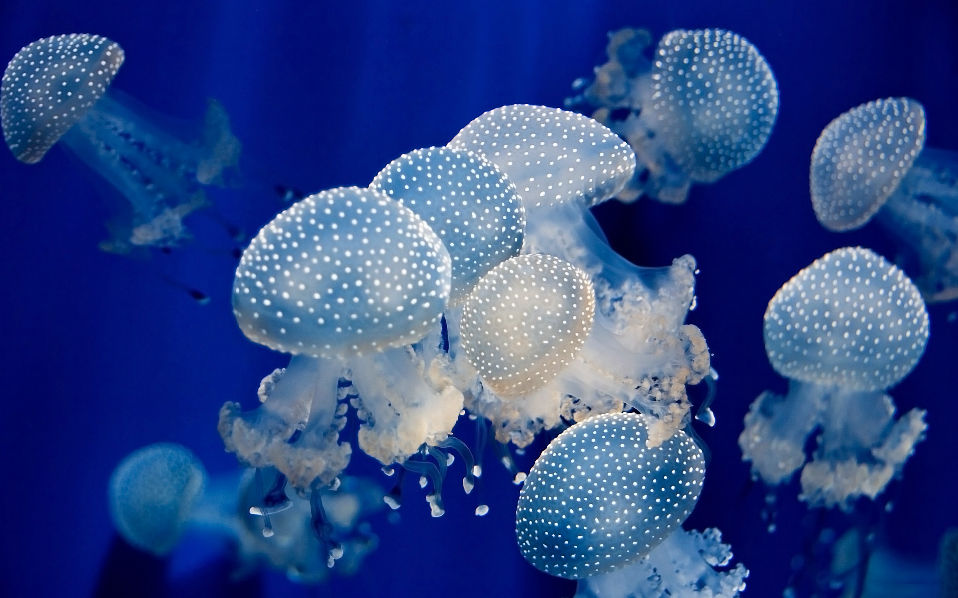 Plankton and Plastic in the Big Blue