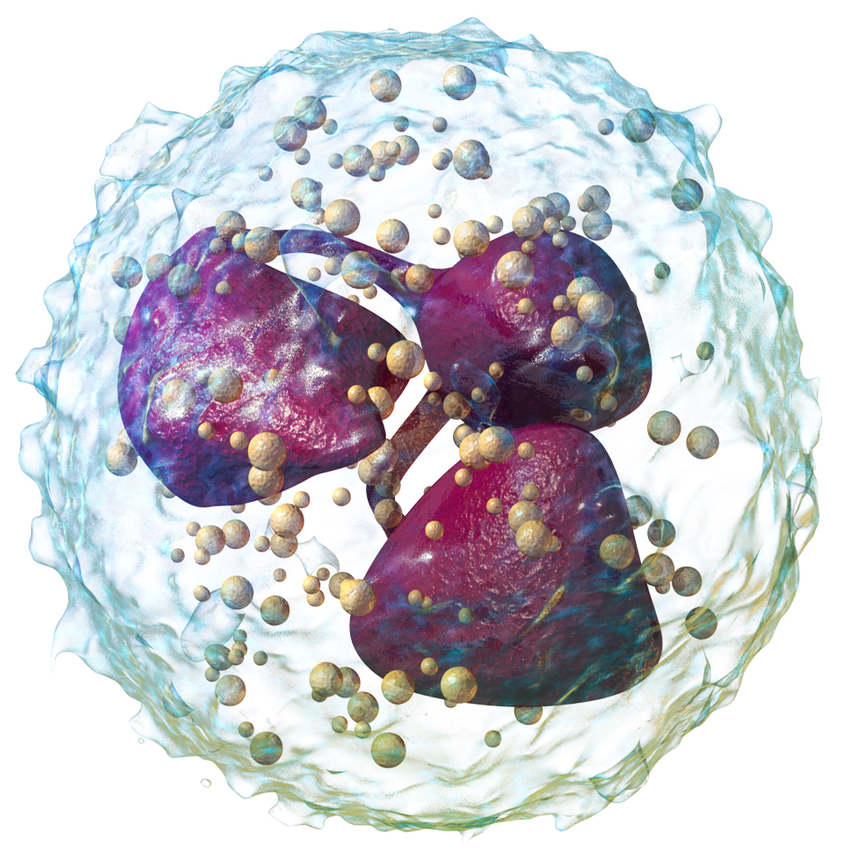 Strategies for maximizing malaria vaccine efficacy - Antibodies and cells combine against malaria