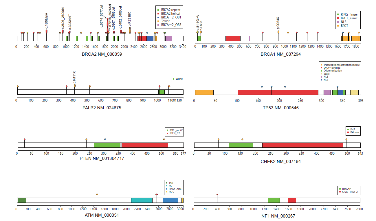 Genetic and clinical landscape of breast cancers with germline BRCA1/2 variants