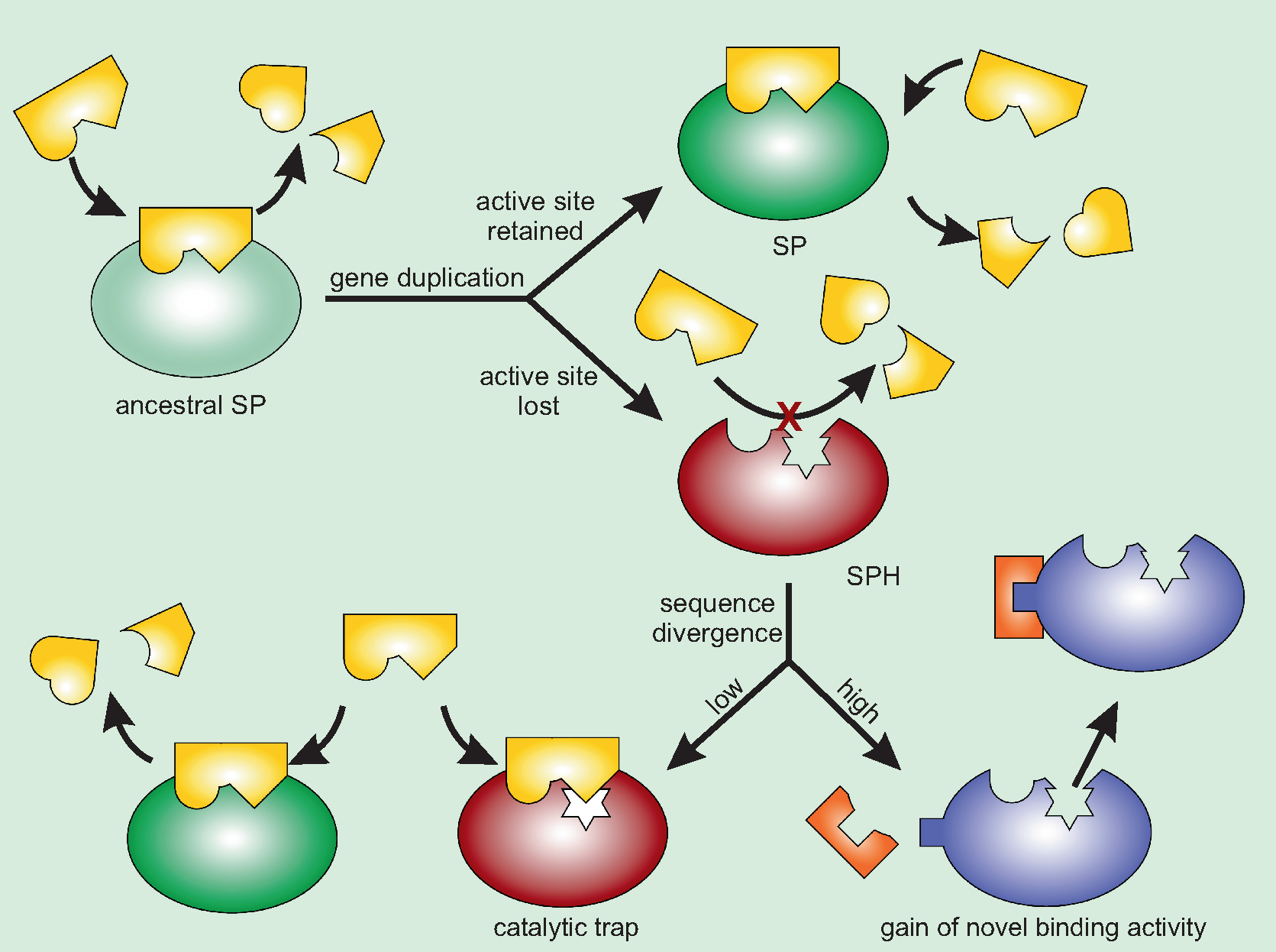 The FEBS Journal Focus Issue on Enzymology
