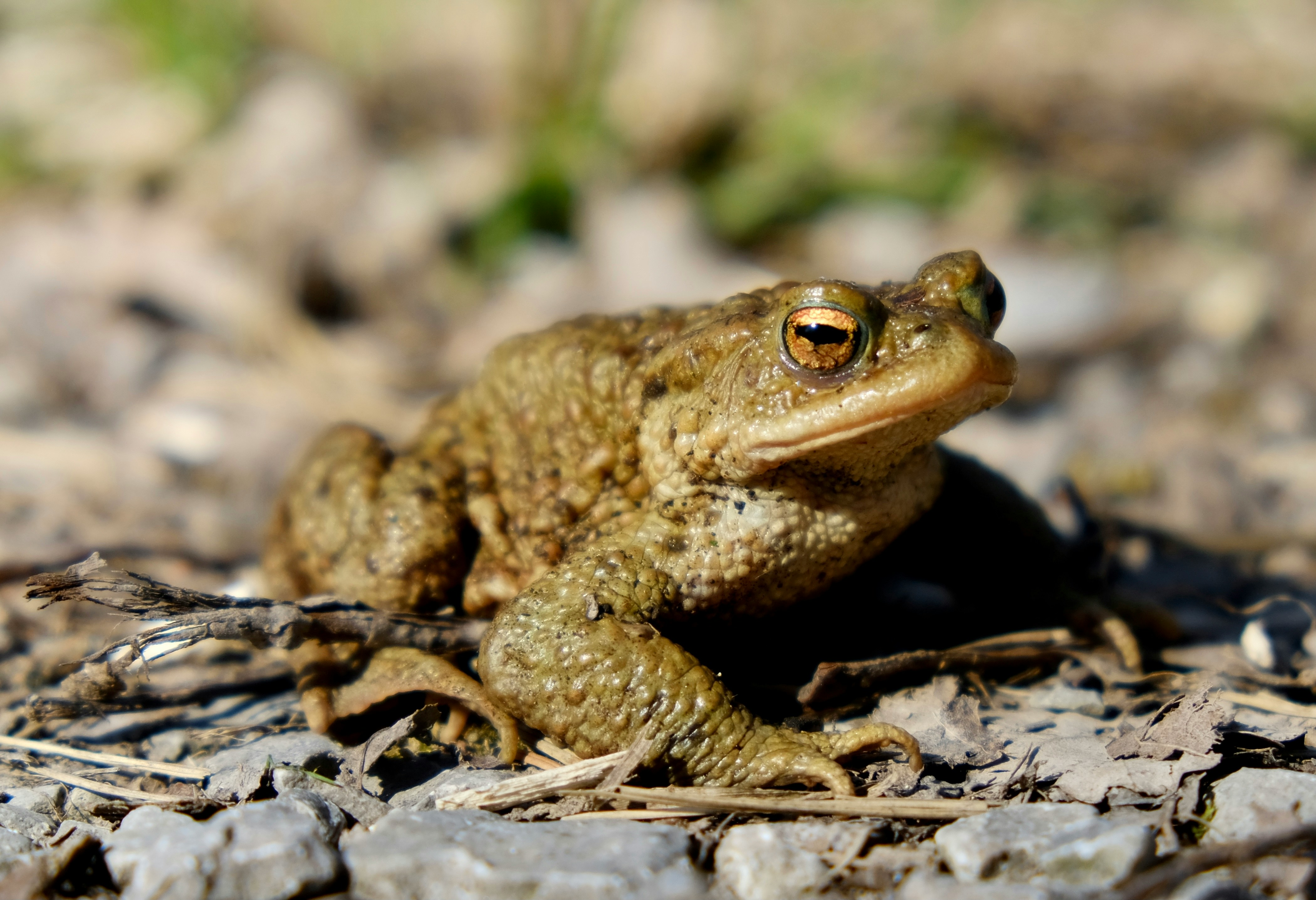 🐸 Draw a Toad – Online Guided Drawing Class
