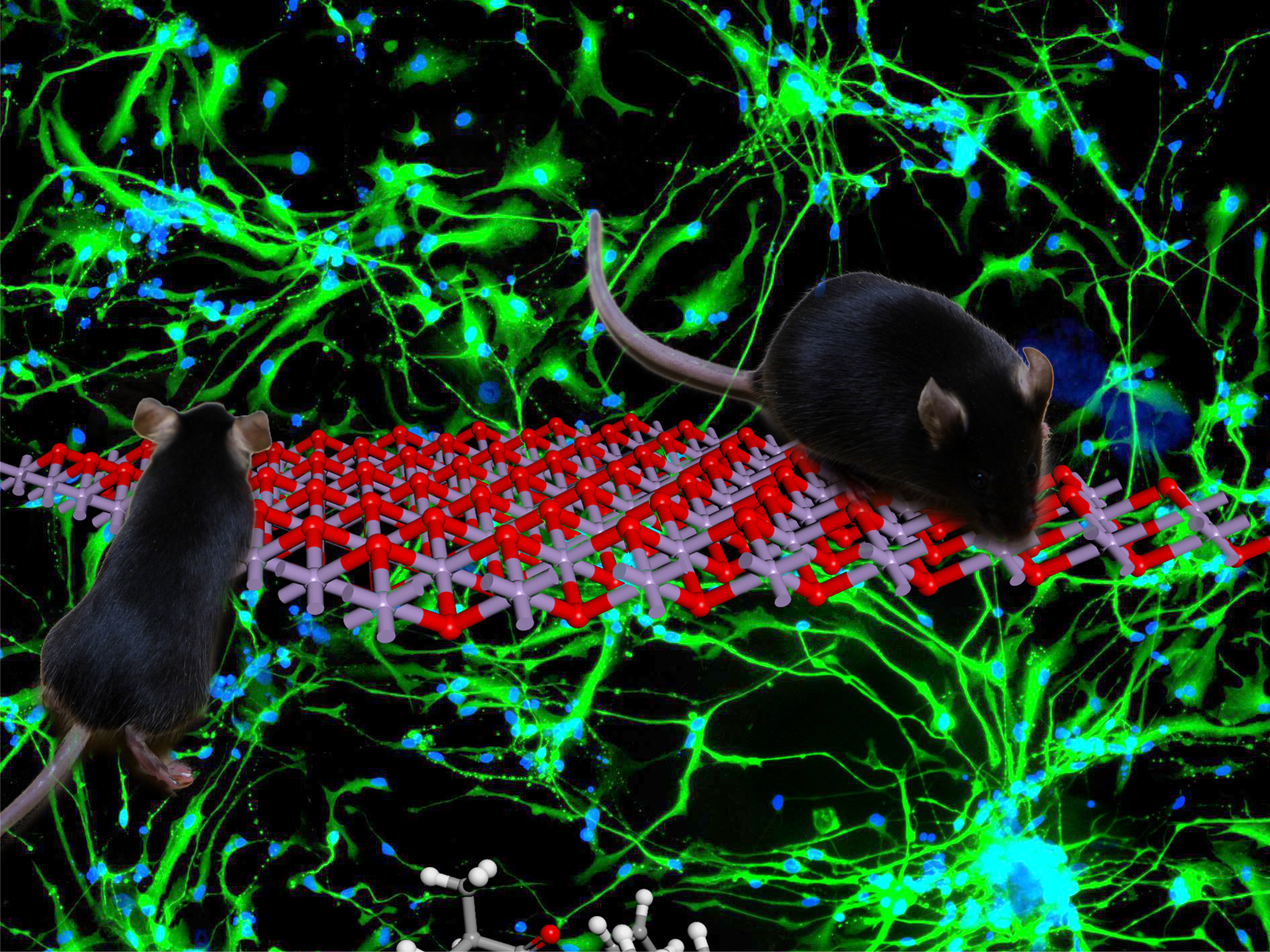 A biodegradable hybrid inorganic nanoscaffold for advanced stem cell therapy