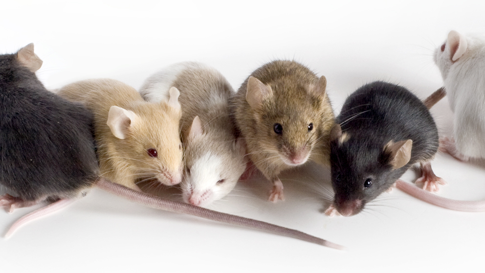 Podcast: Long-COVID and Diversity