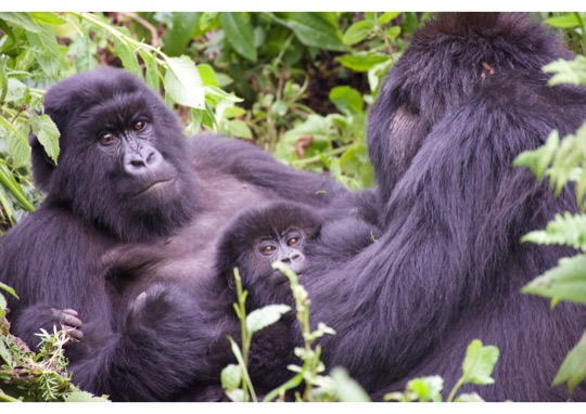 Searching for gorilla ghosts