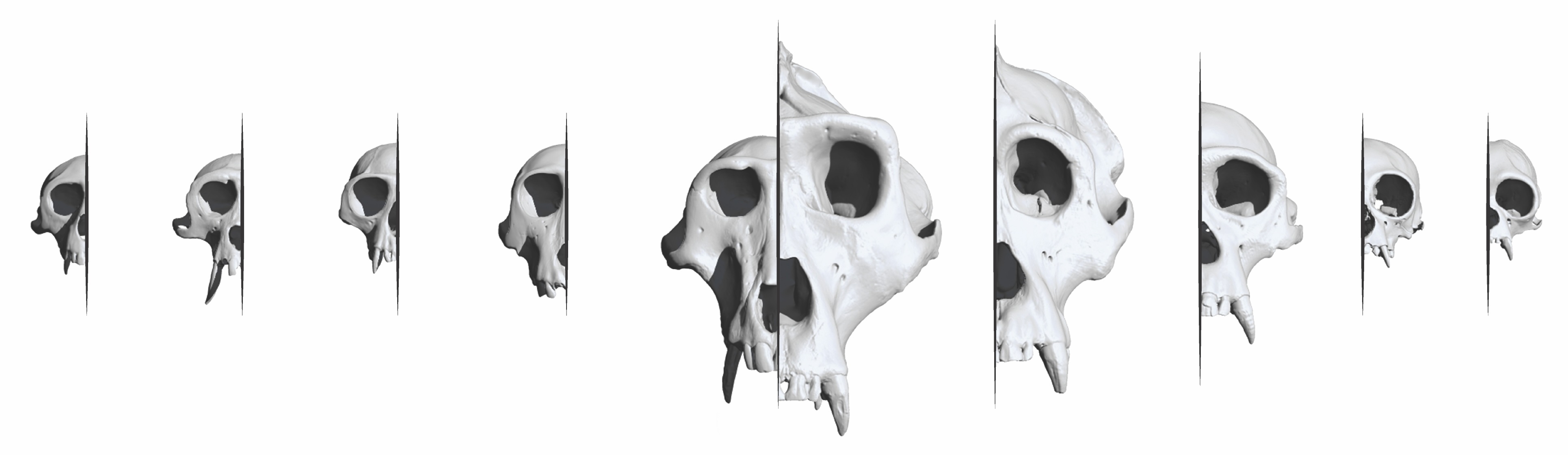 Sharing Primate Phenotypes