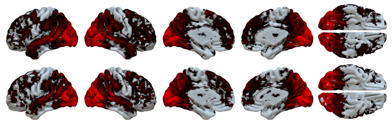 A modality independent proto-organization of human multisensory areas