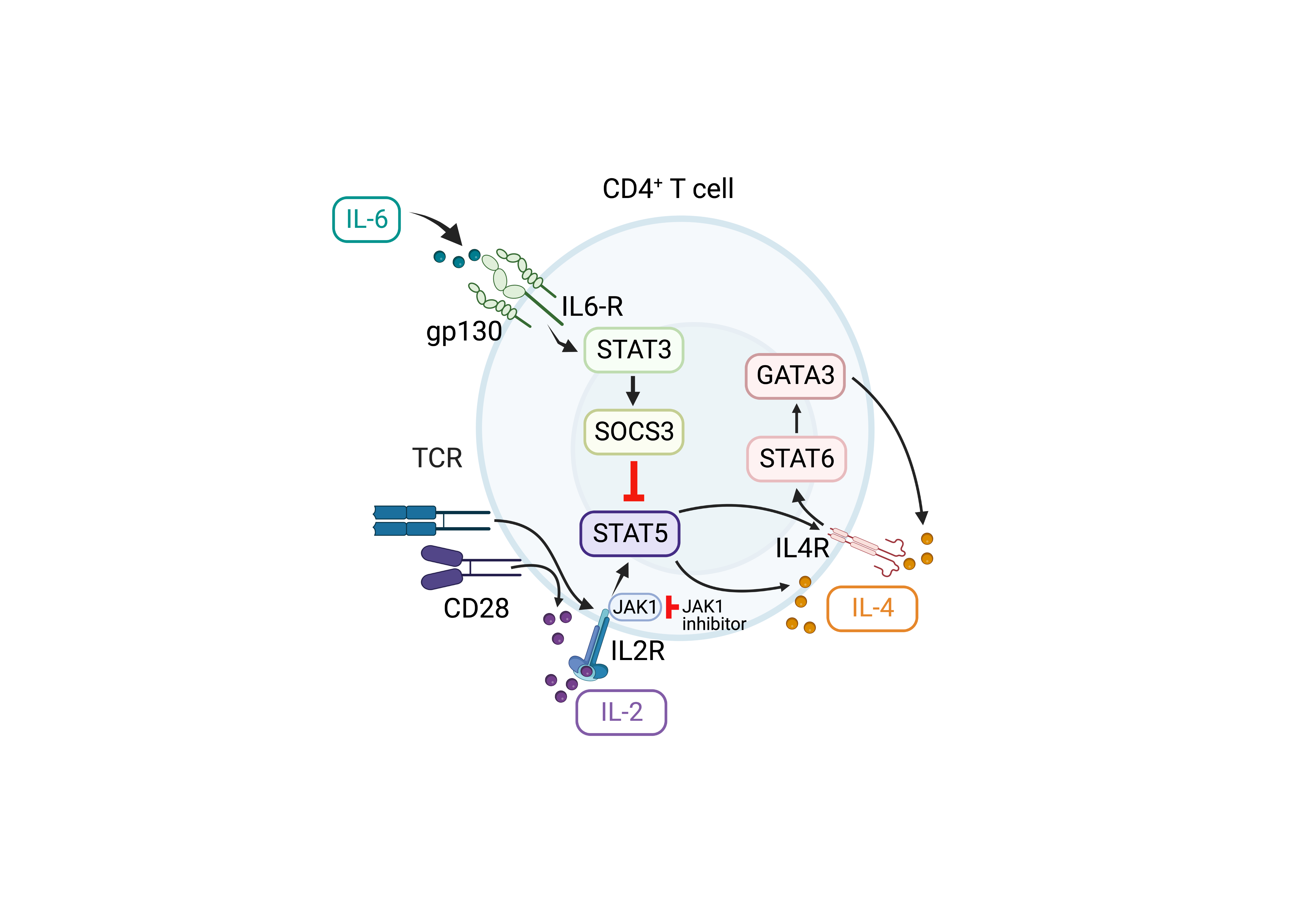 Discovery of the underlying mechanism by which disrupted IL-6–dependent STAT3 signaling can lead to allergic manifestations.