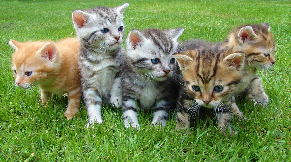 How cats took over the world