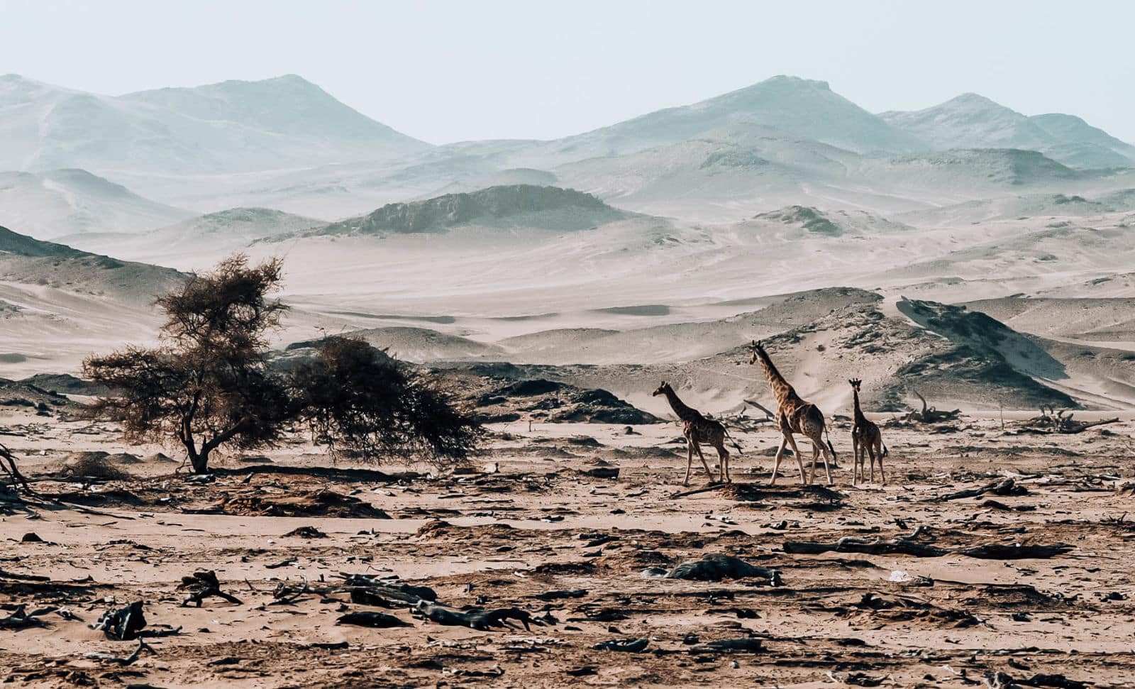 Restore Our Planet Podcast #38 The Giraffe Conservation Foundation: Stephanie Fennessy.