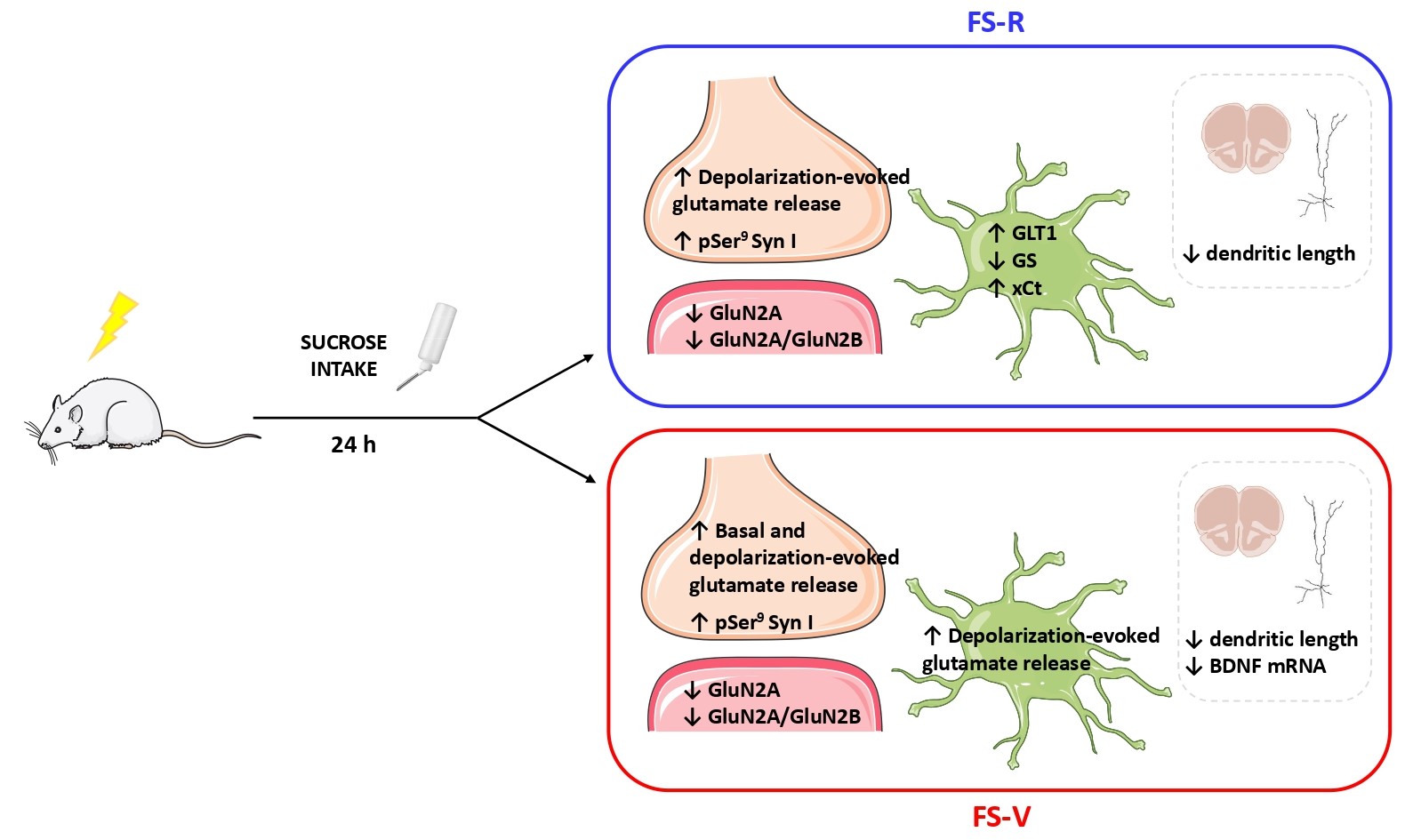 Changes at glutamate tripartite synapses in the prefrontal cortex of a new animal model of resilience/vulnerability to acute stress