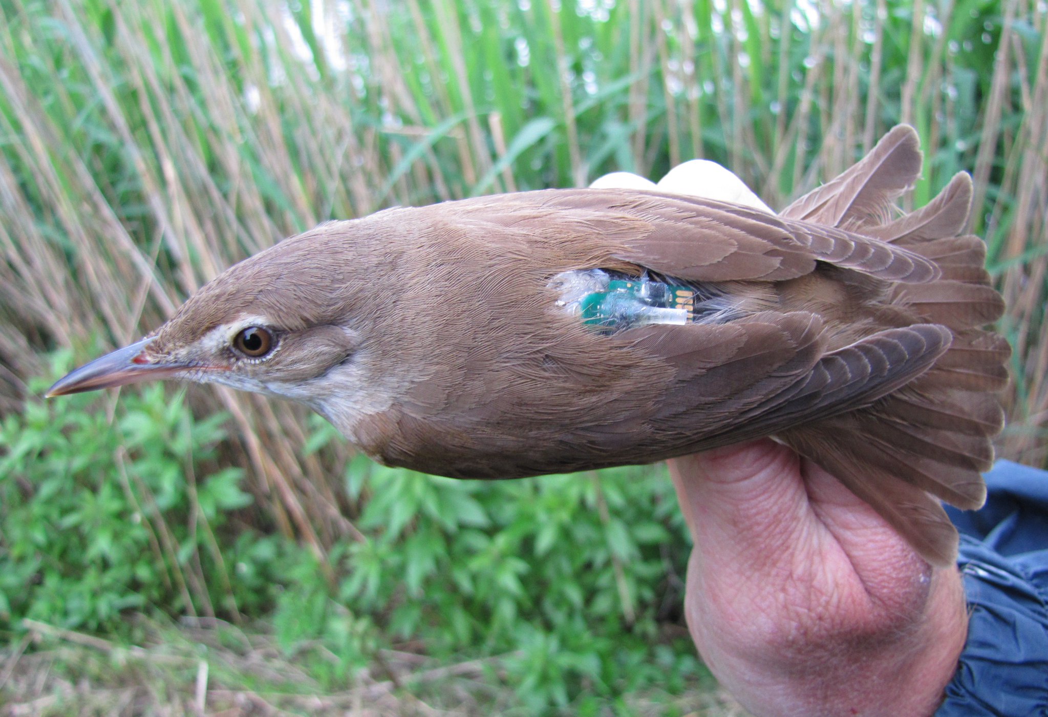 When do migratory birds get a chance to reset their clocks?