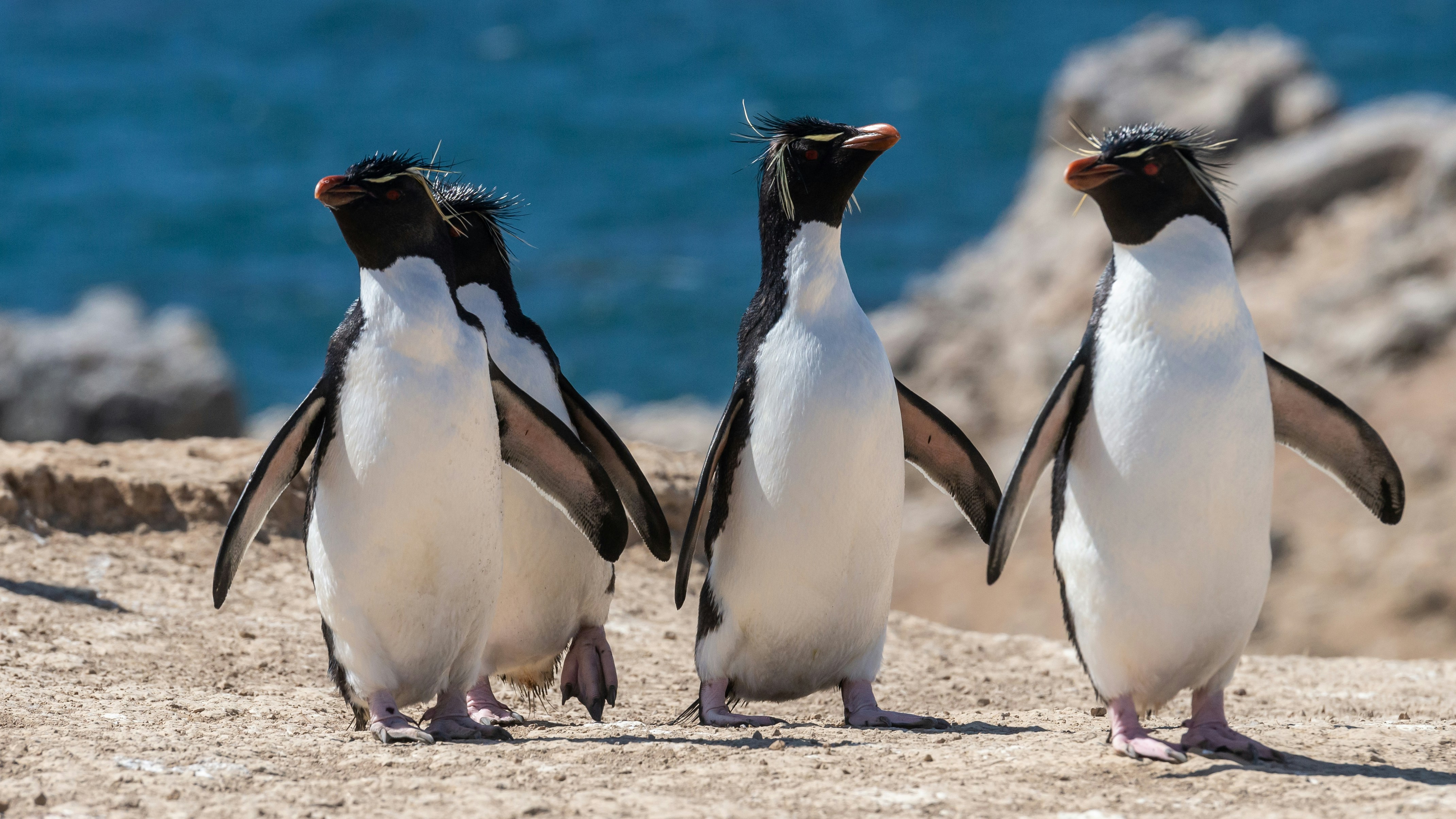 September Starts with a Splash: Two Exciting Conservation Opportunities in the Falkland Islands