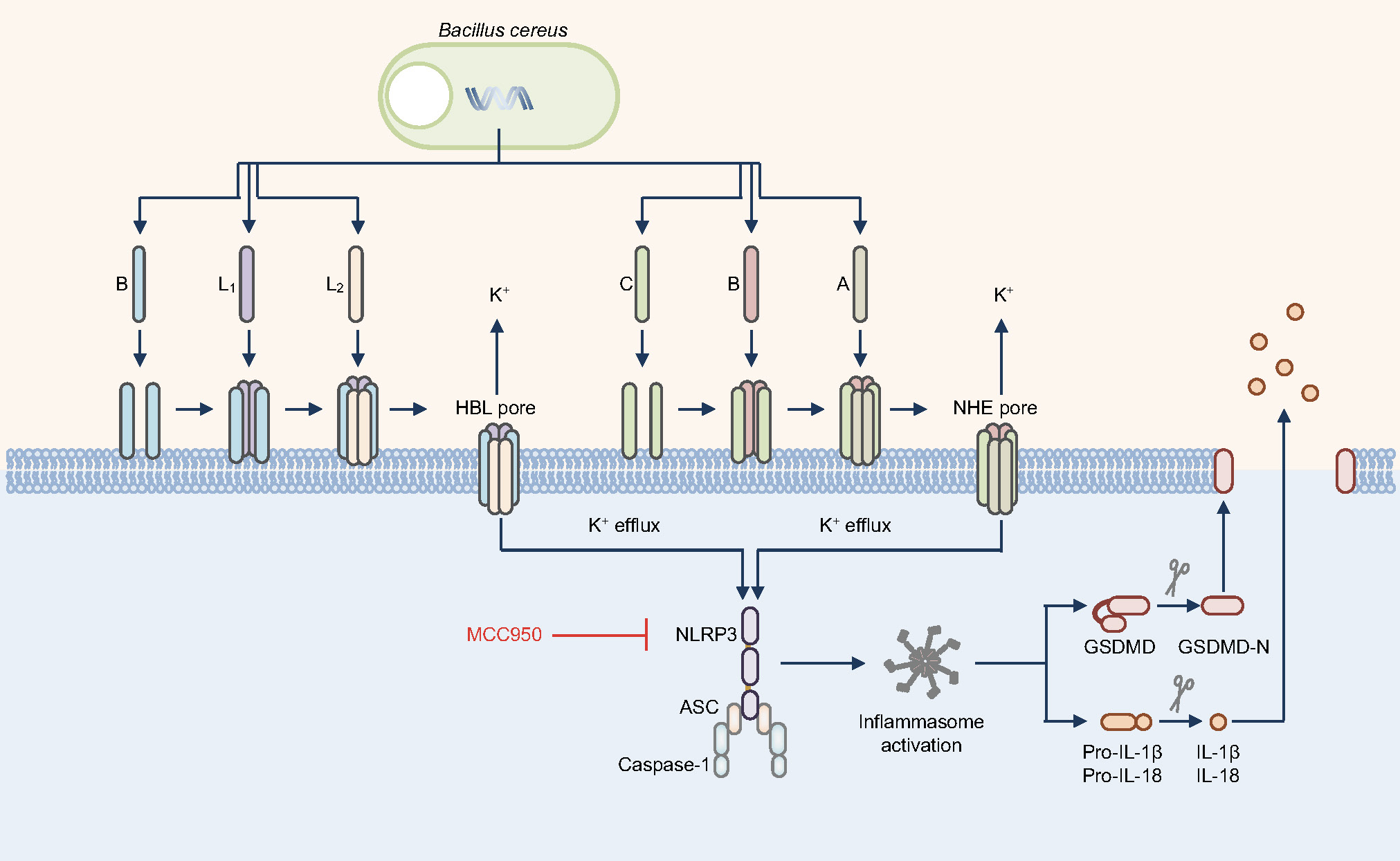 The toolbox of bacteria: the cause of food-poisoning?