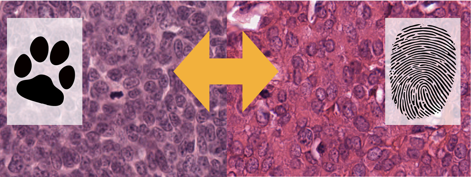 Bridging the species gap: How animal tissue can help us in the more accurate prognosis of cancer