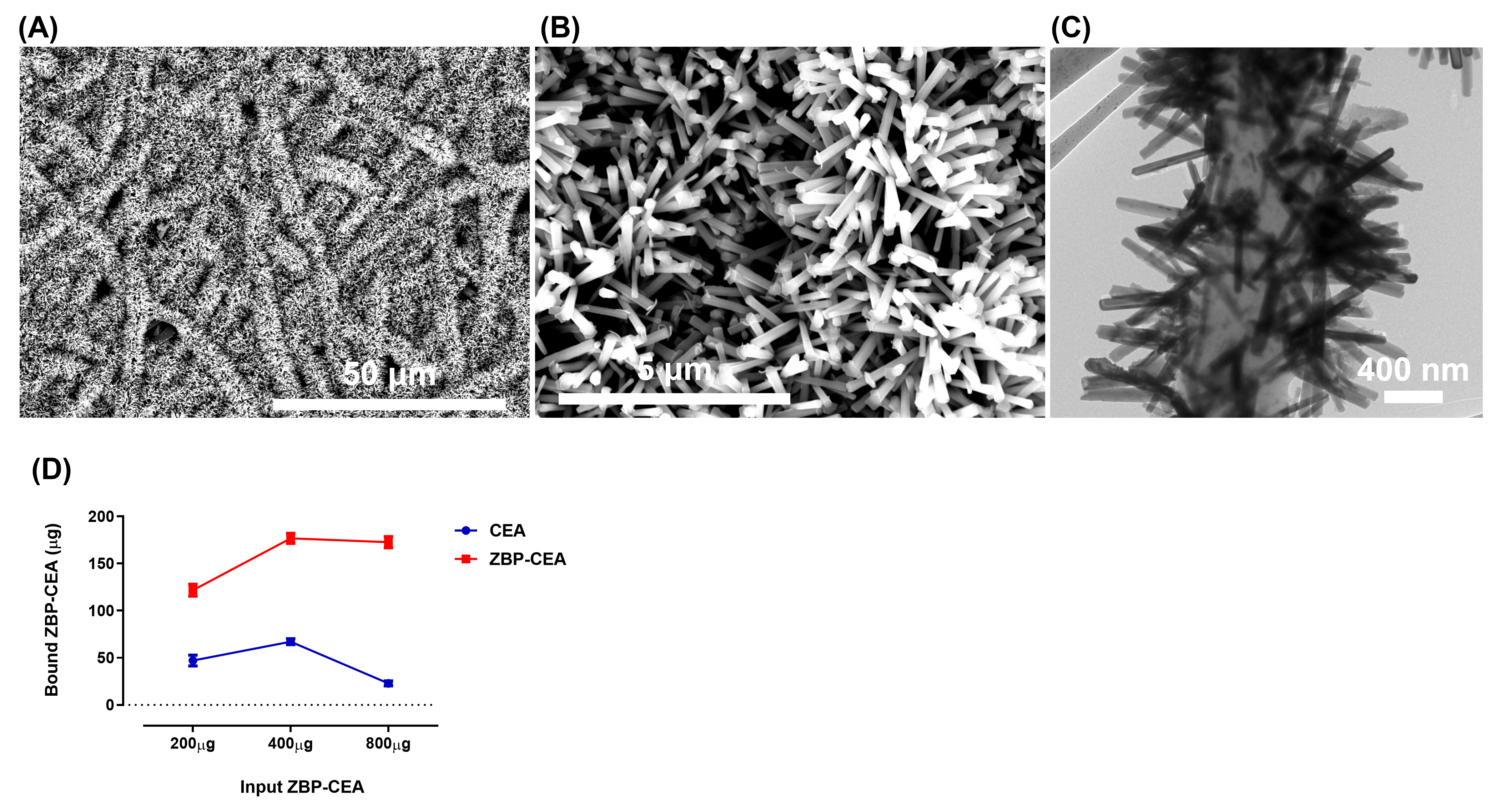 From a question about zinc oxide to a nanowire-based cancer vaccine
