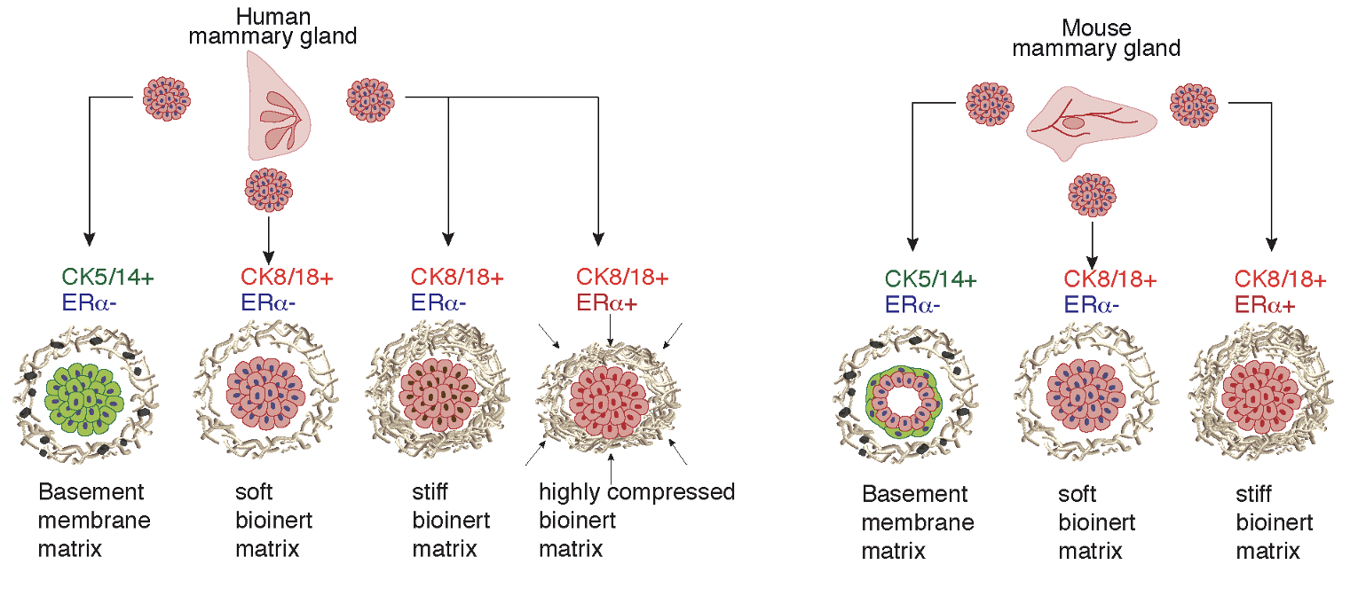 Compressive Stress-Mediated p38 Activation Required for ER+ Phenotype in Breast Cancer 