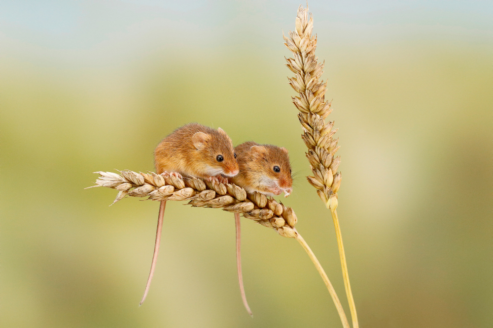Call for Papers: Agroecology - Protecting, Restoring, and Promoting Biodiversity.