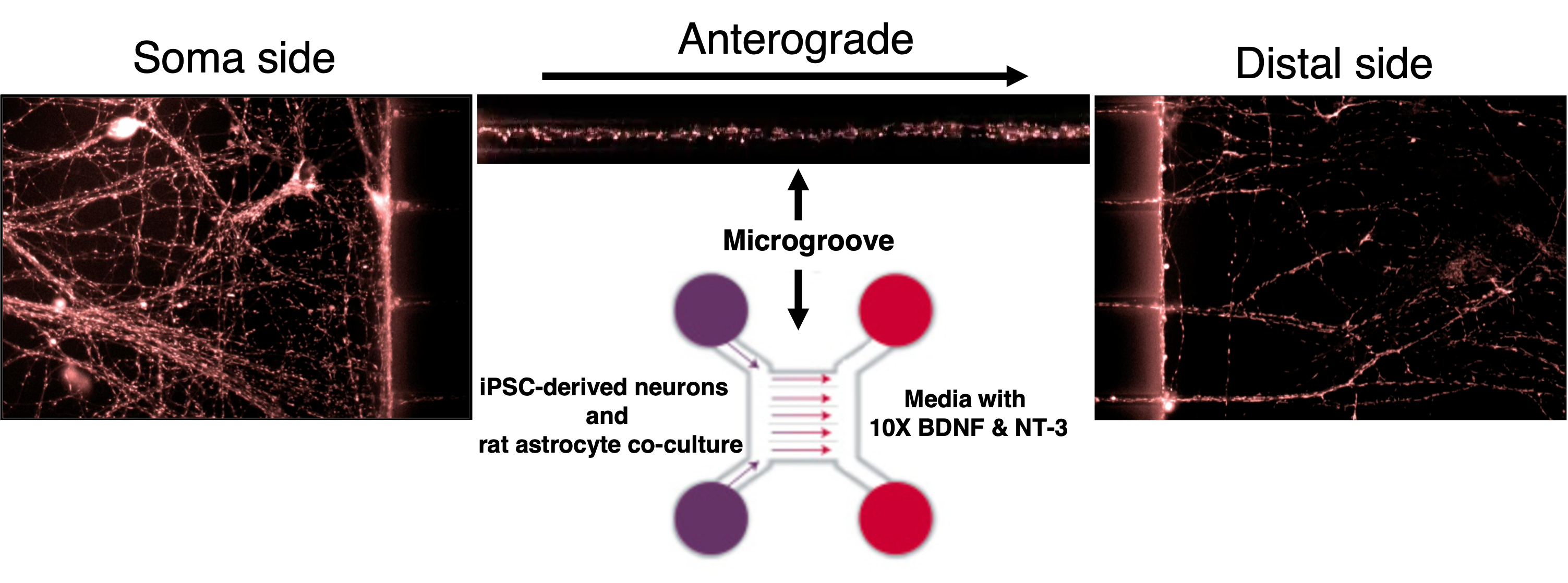 Alzheimer’s disease modelling with human neurons reveals how amyloid cannot exert its toxicity without tau