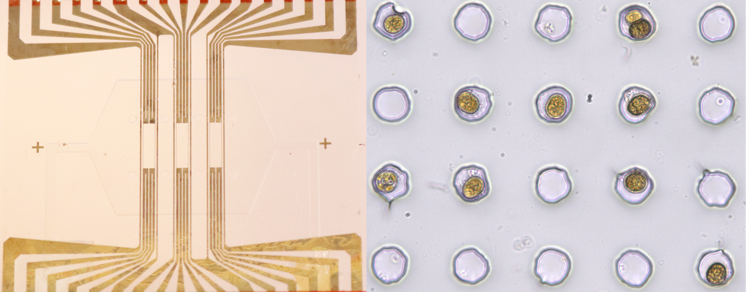 The microfluidic analysis of coral symbionts could help restore coral reefs