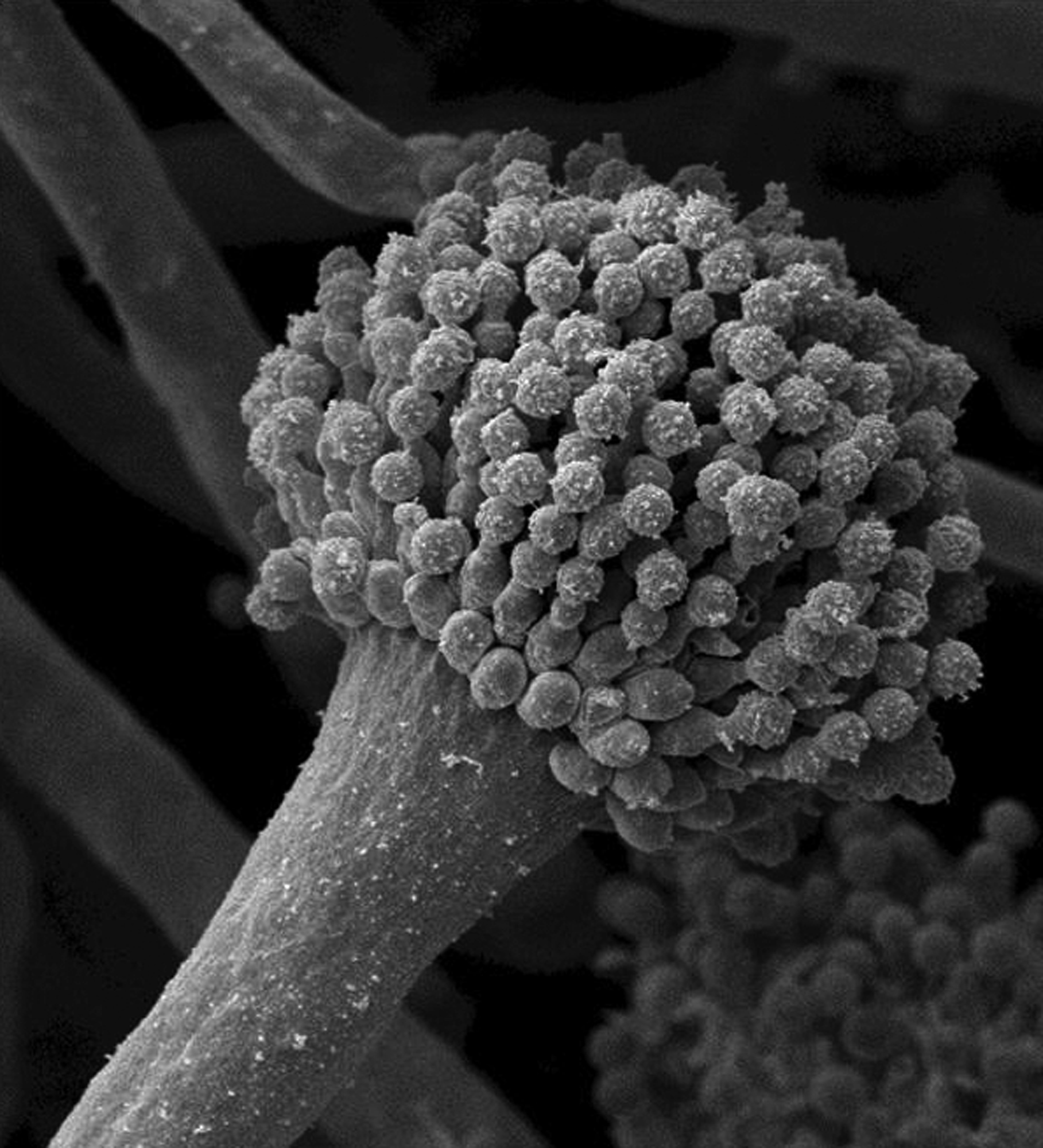 Fungal NAD+ metabolism gets extracellular