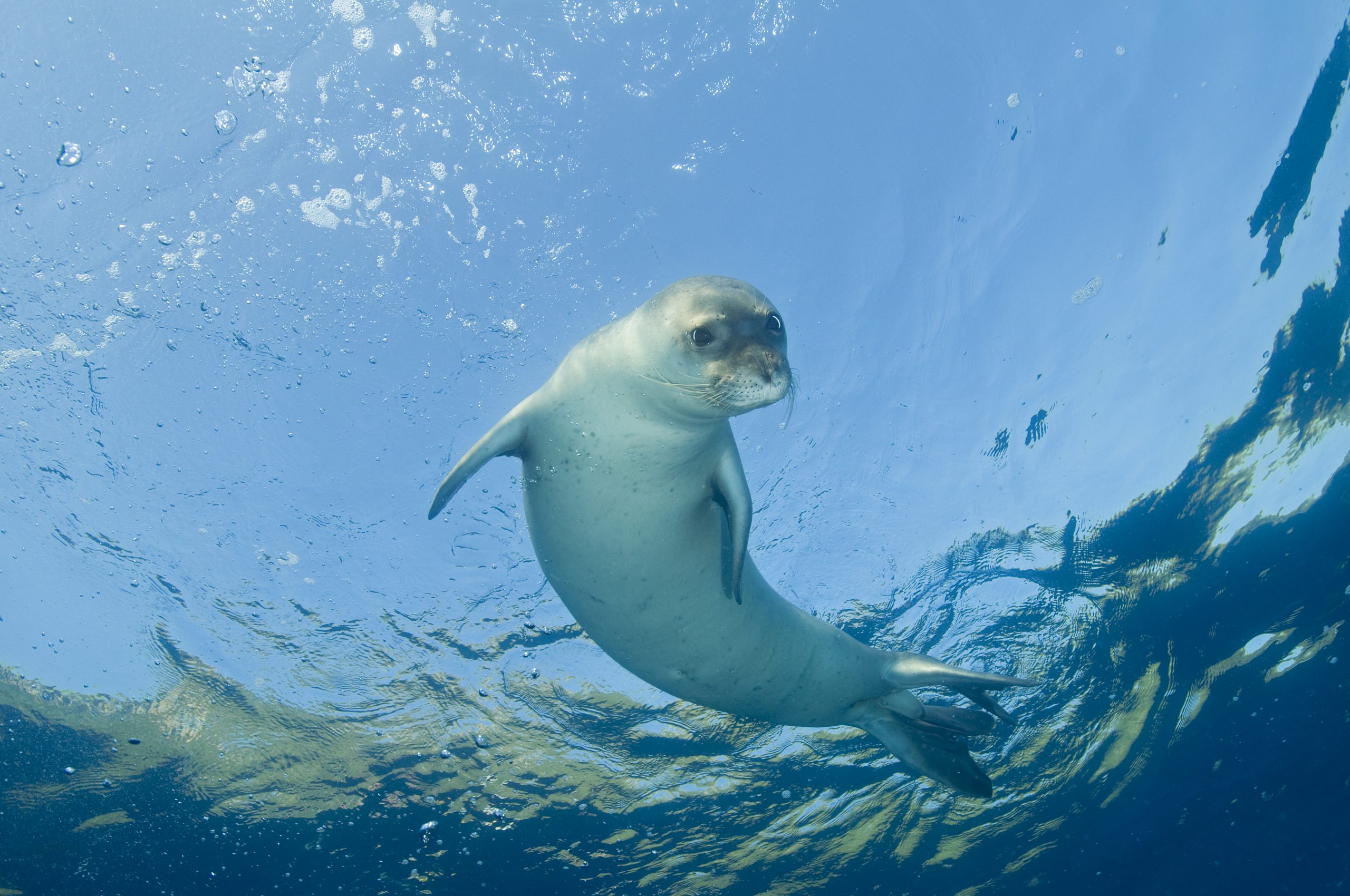 Job vacancy - Conservation Scientist (Cambridge Conservation Initiative)