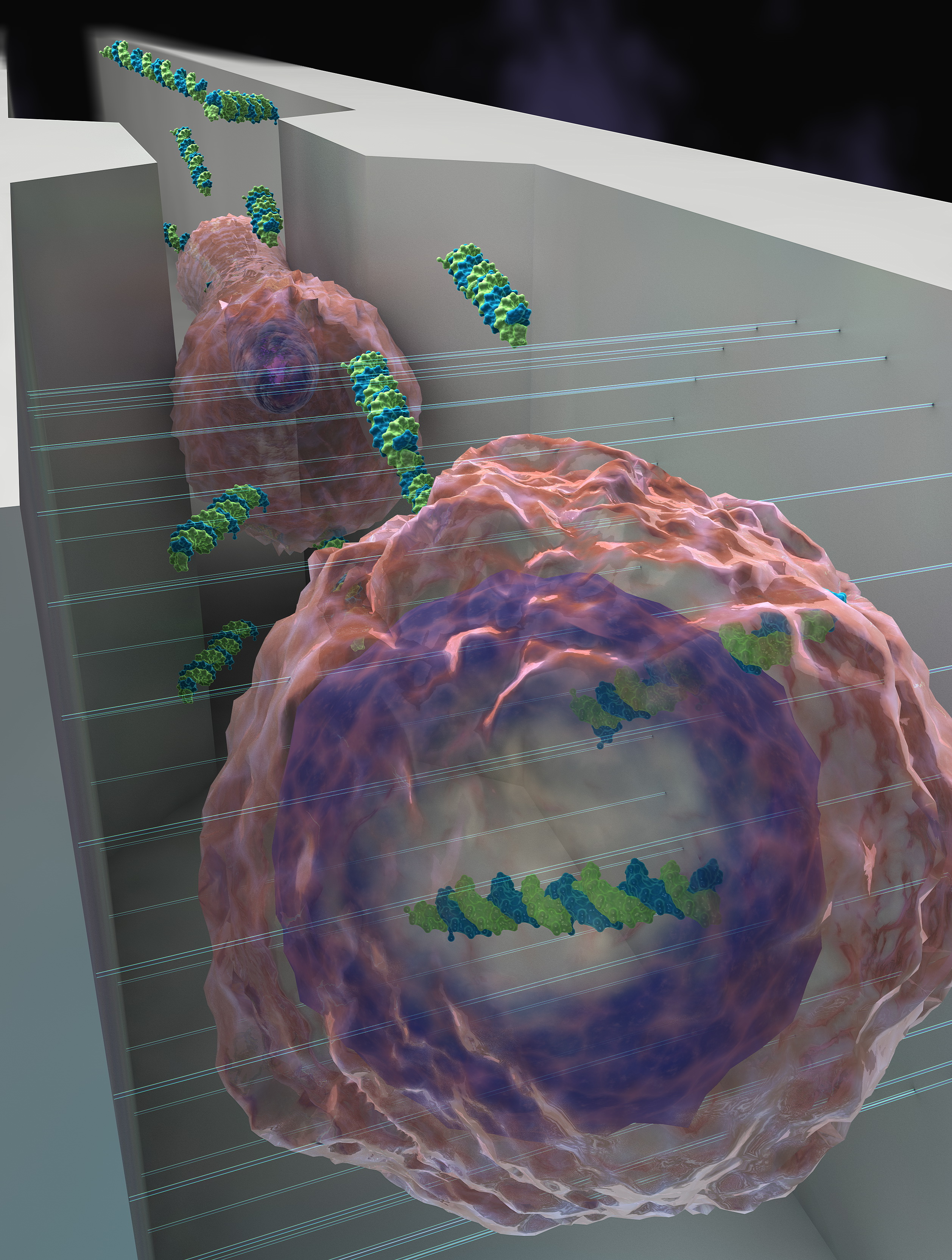 High-throughput delivery into the cell nucleus
