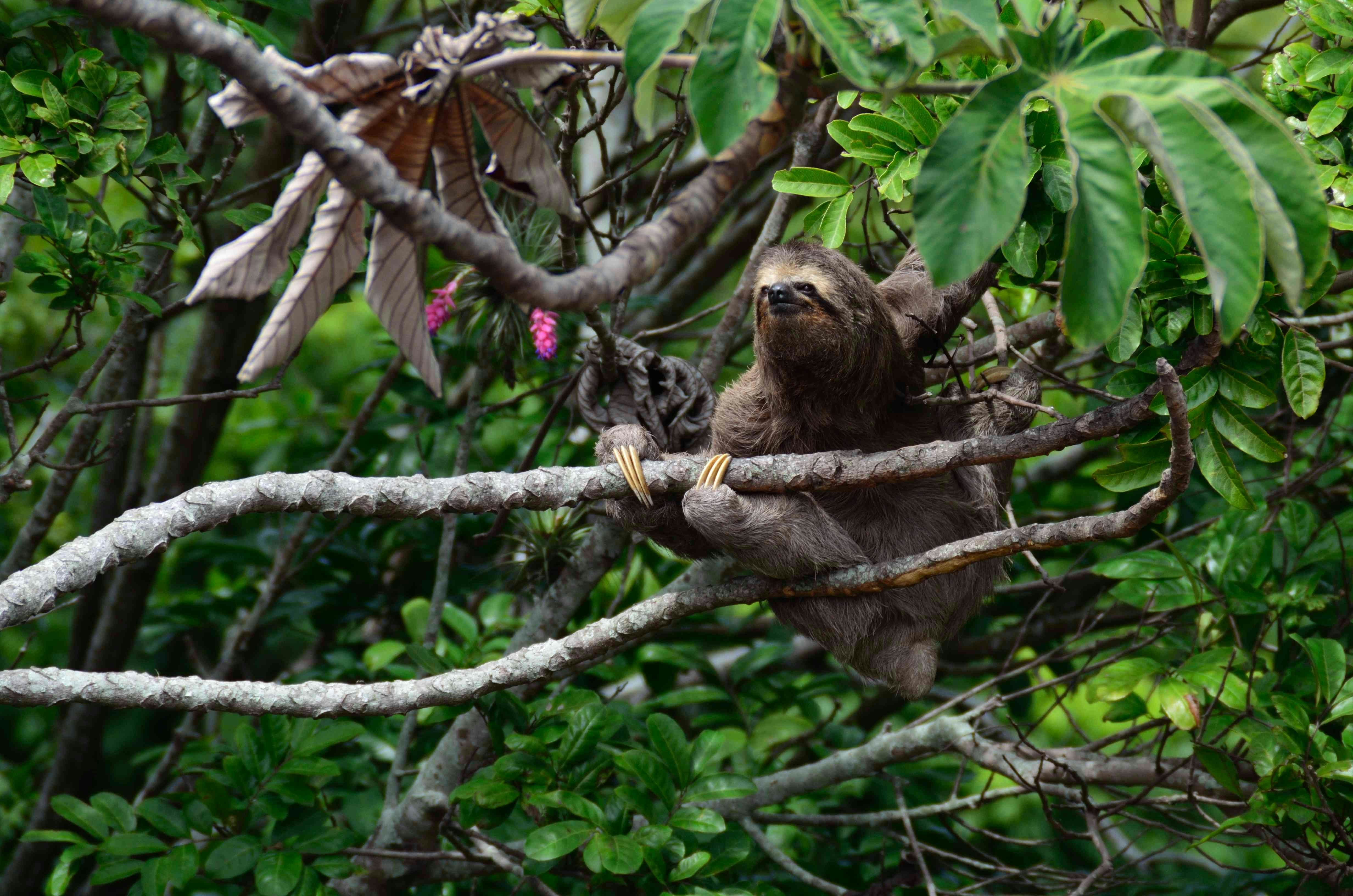 Job Opportunity with Fauna & Flora in Honduras