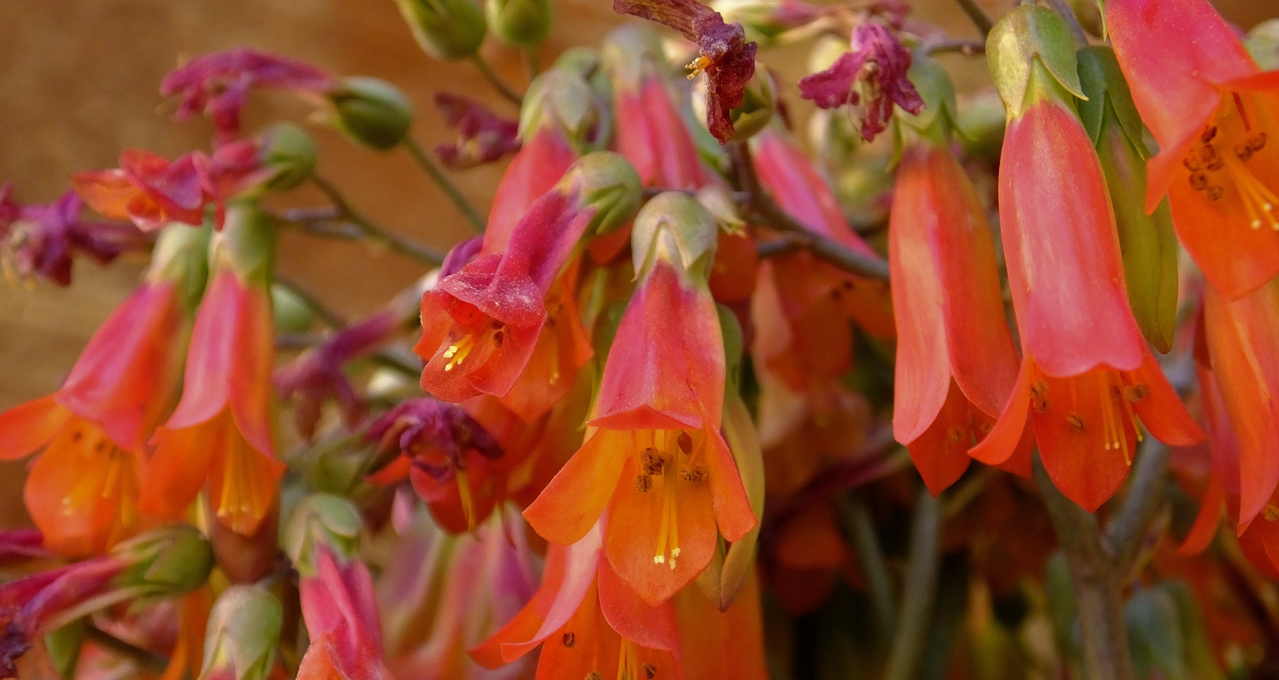 Kalanchoe × houghtonii, a new global invasive plant is knocking the door
