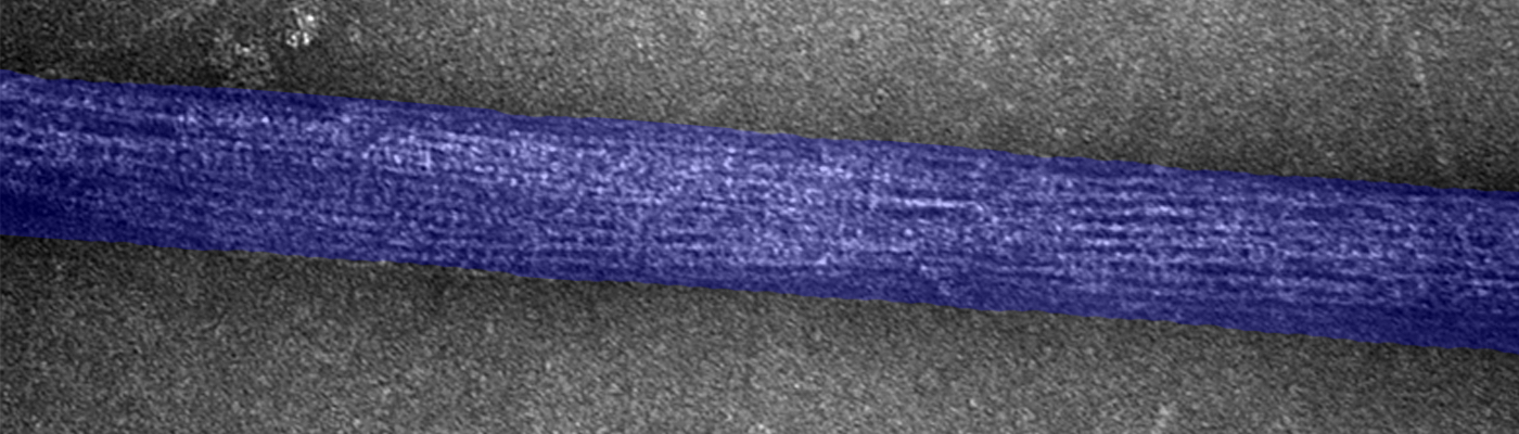 Hierarchical self-assembly and emergent function of densely glycosylated peptide nanofibers