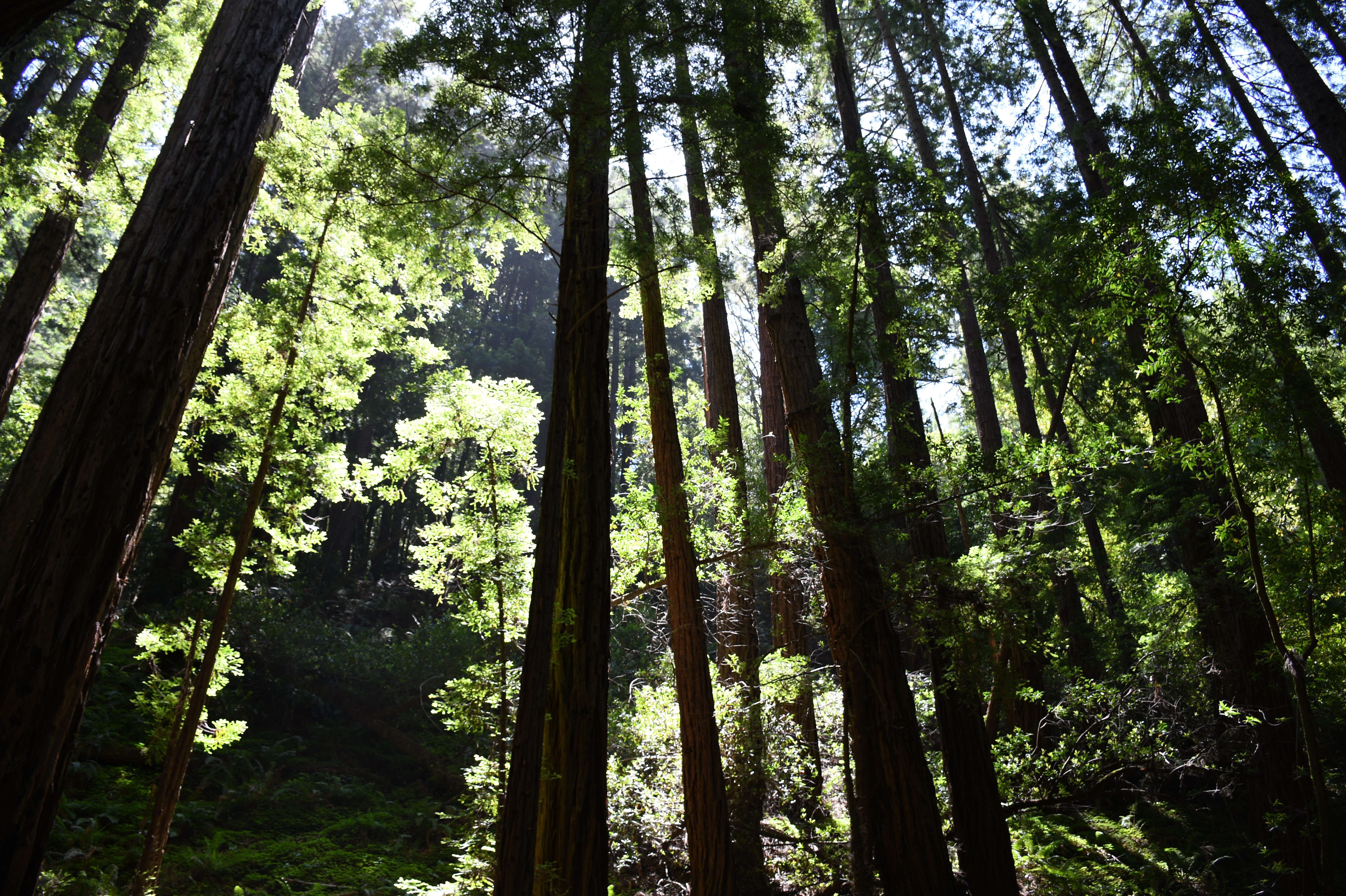 In search of new medicines from plants