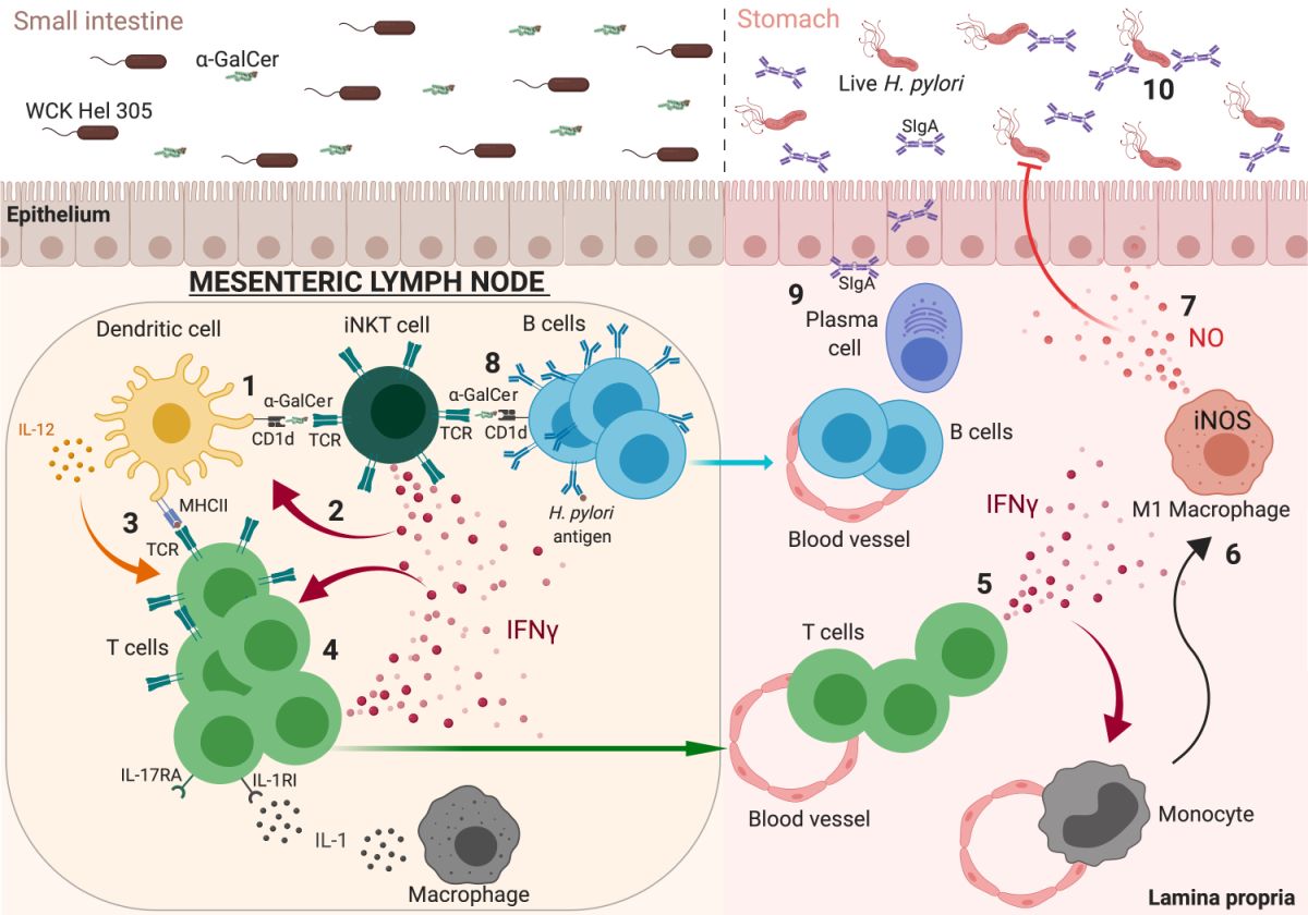 Fortifying gastric defences against Helicobacter pylori