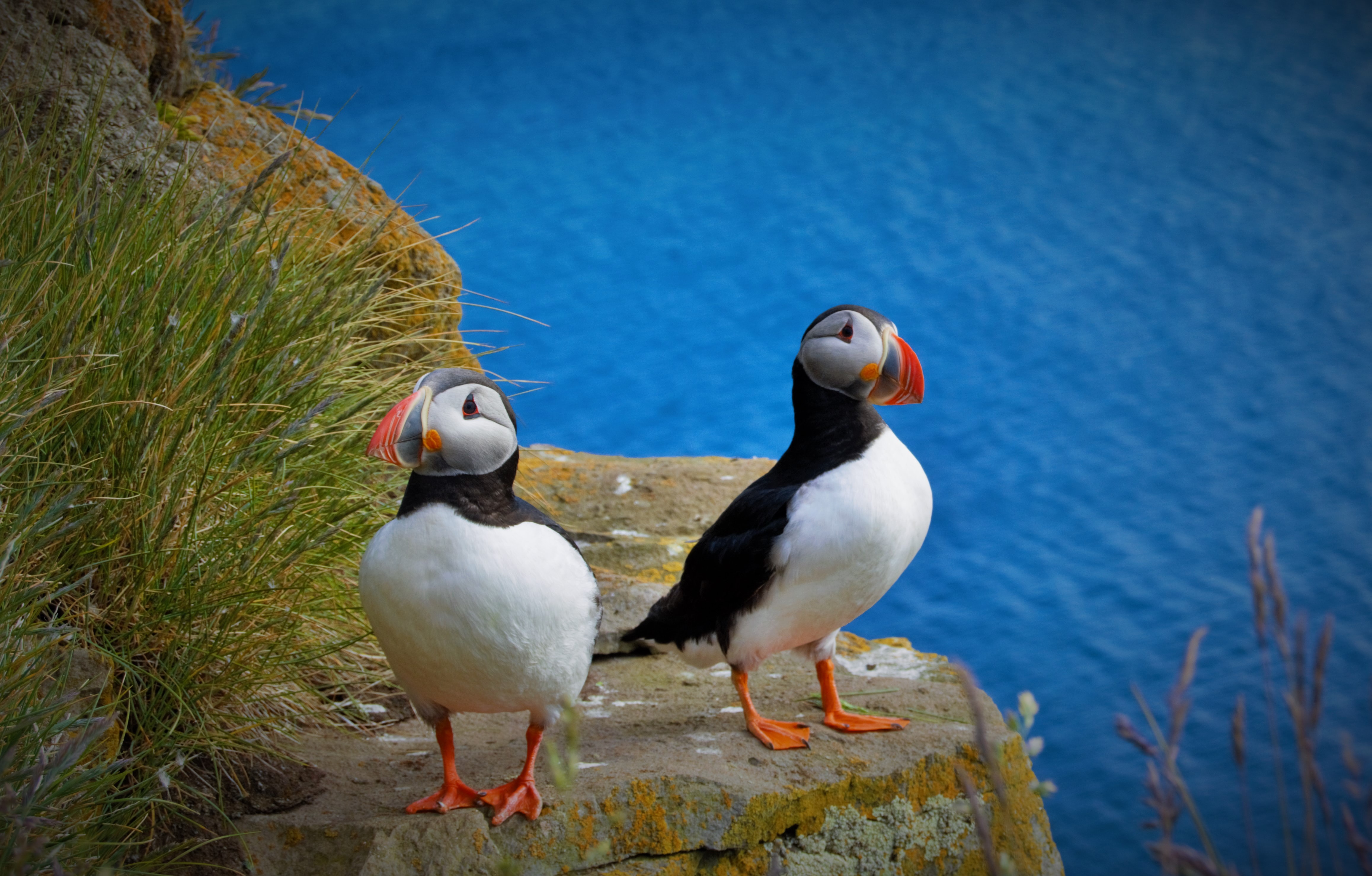 Avian Research Funding available. Deadline: 1 Feb 2025