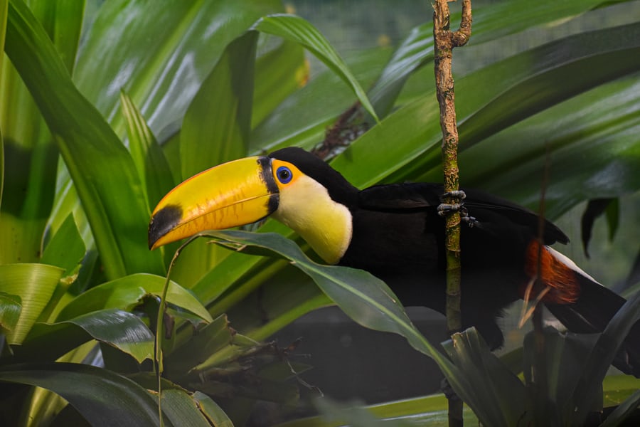 How WildTeam built a global community of 1,000 conservationists