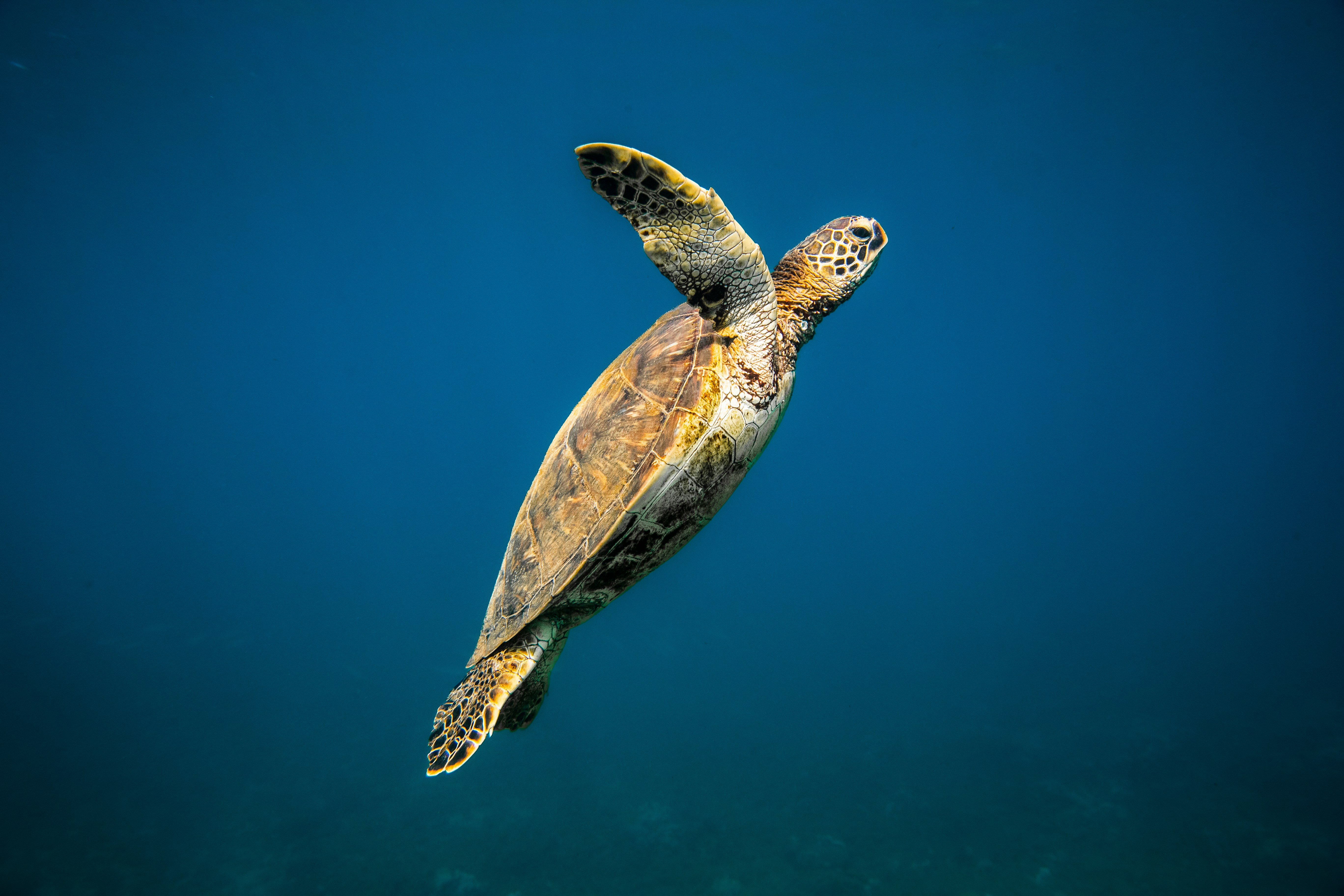 Marine Project Manager Needed on St Helena 