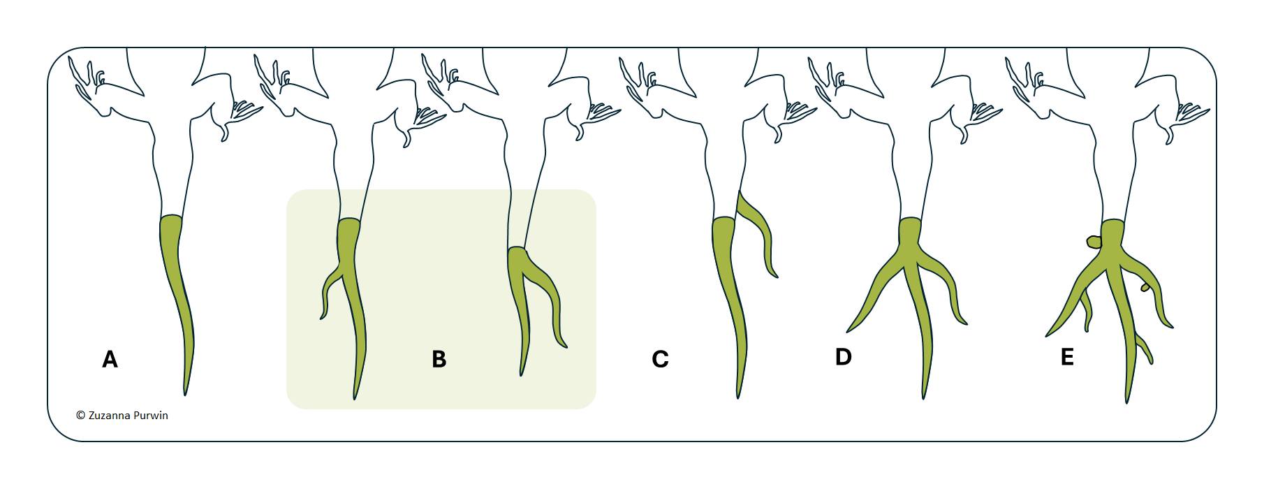 A review of tail anomalies in lizards (Reptilia: Sauria) in Poland with additional records