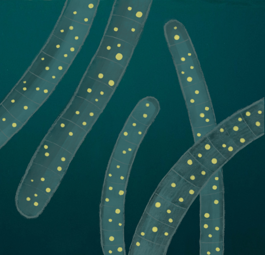 Beggiatoa's lipoxygenase: does a close relative of Thiomargarita magnifica carry a biochemical secret?