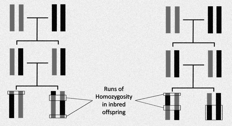 Genomic insights into inbreeding depression