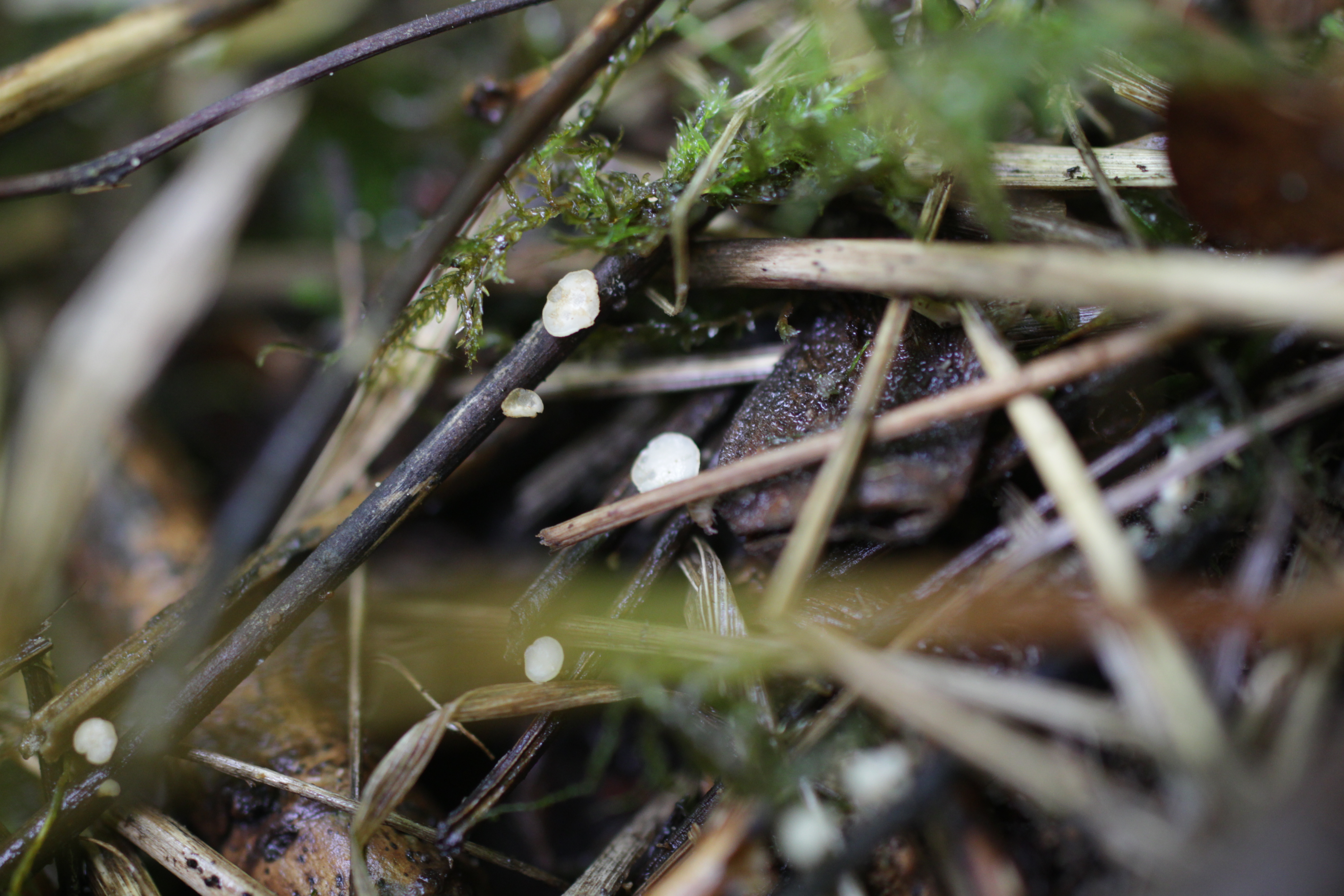 What makes a fungus a pathogen?