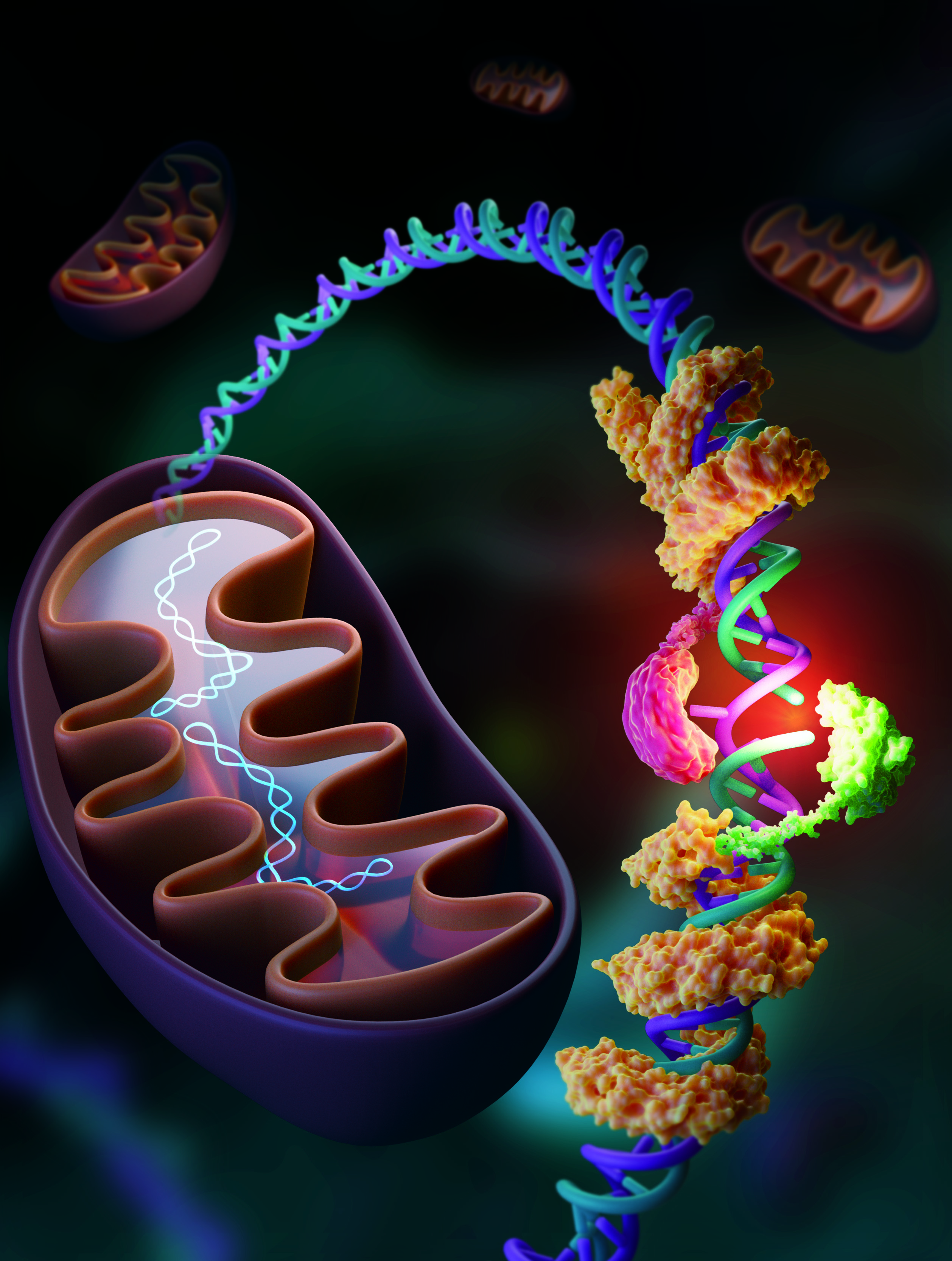 CRISPR-free, strand-selective DNA base editing by introducing nickase