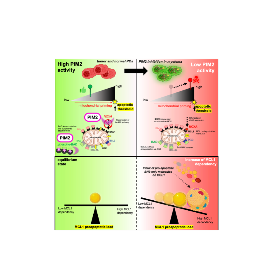 PIM2 inhibition promotes MCL1 dependency in plasma cells involving integrated stress response-driven NOXA expression 