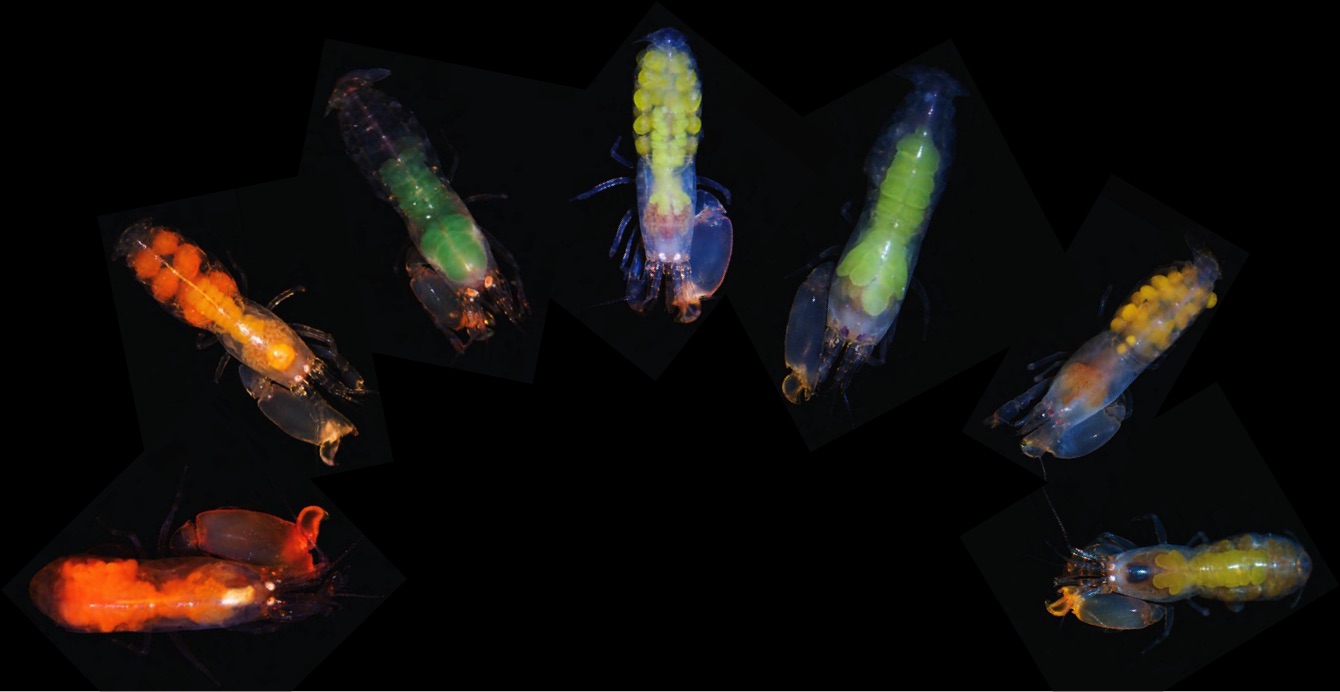 Evolutionary transitions towards eusociality in snapping shrimps